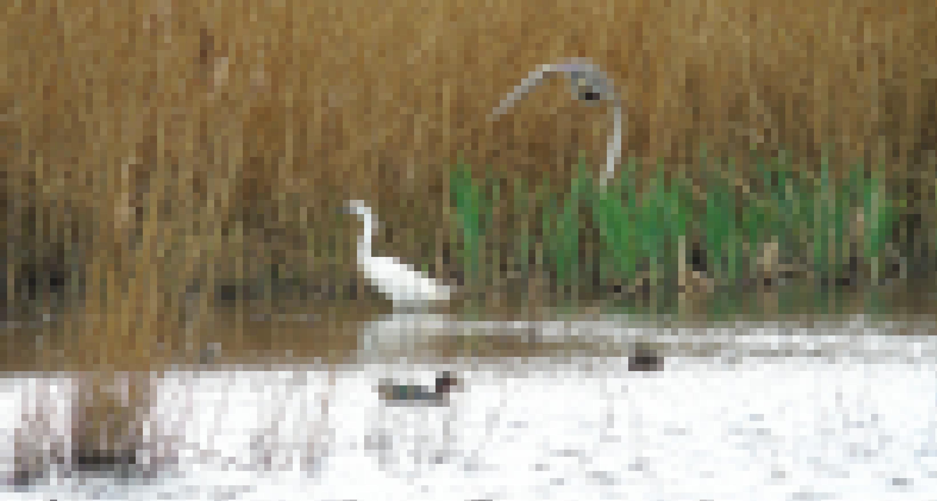 Seidenreiher und Krickenenten, auf dem Wasser und fliegend, gesehen aus einer Beobachtungshütte in NewportWetlands, einem Schutzgebiet der Royal Society for the Protection of Birds (RSPB) in Wales