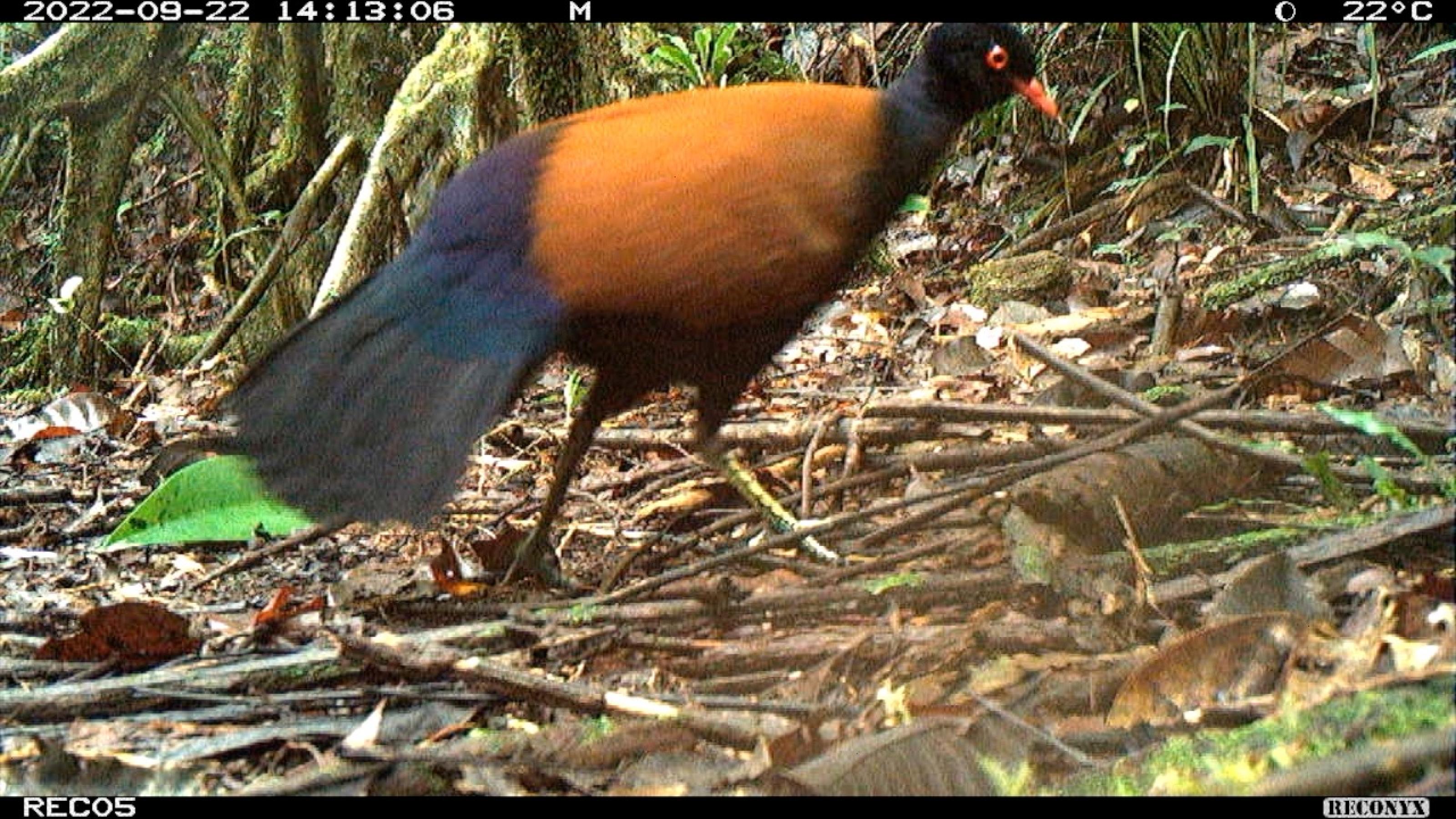 Foto eines Kameraauschnitts mit technischen Informationen der Kamera am Rand, leicht unscharf zu sehen ein huhngroßer Vogel mit bläulichem Schwanz