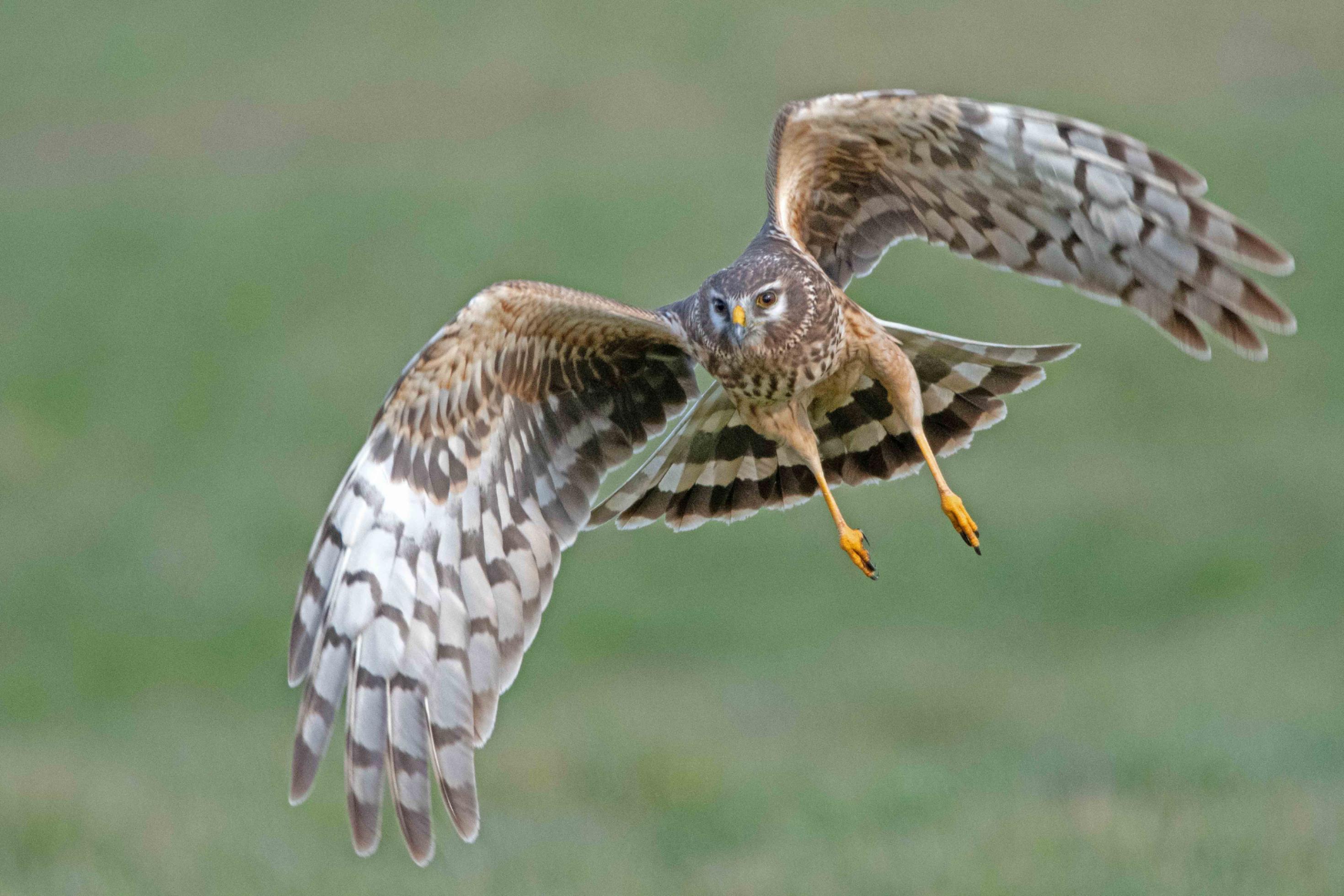 Greifvogel in elegantem Flug.