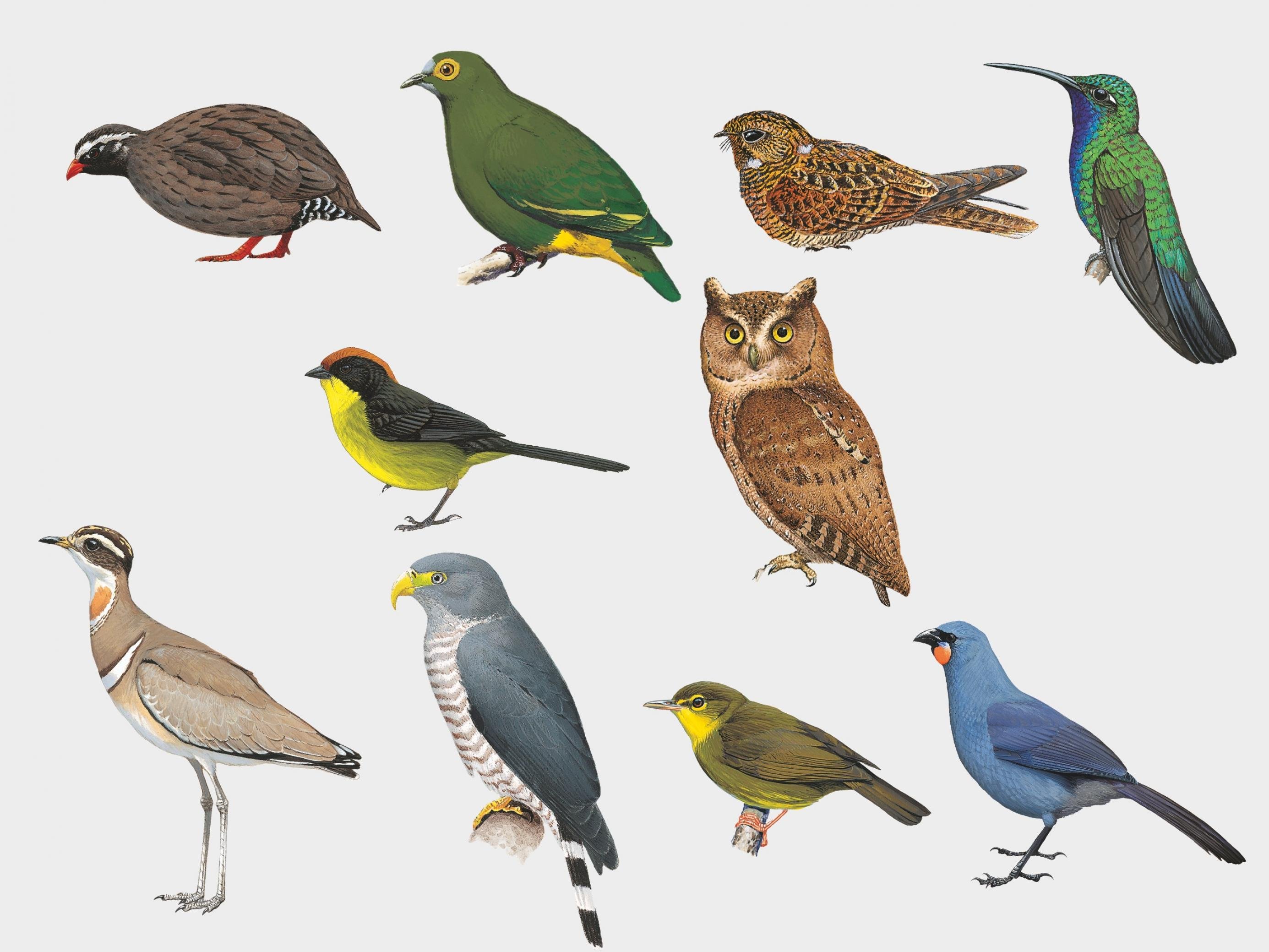Bildtafel mit zehn gezeichneten Vogelarten.