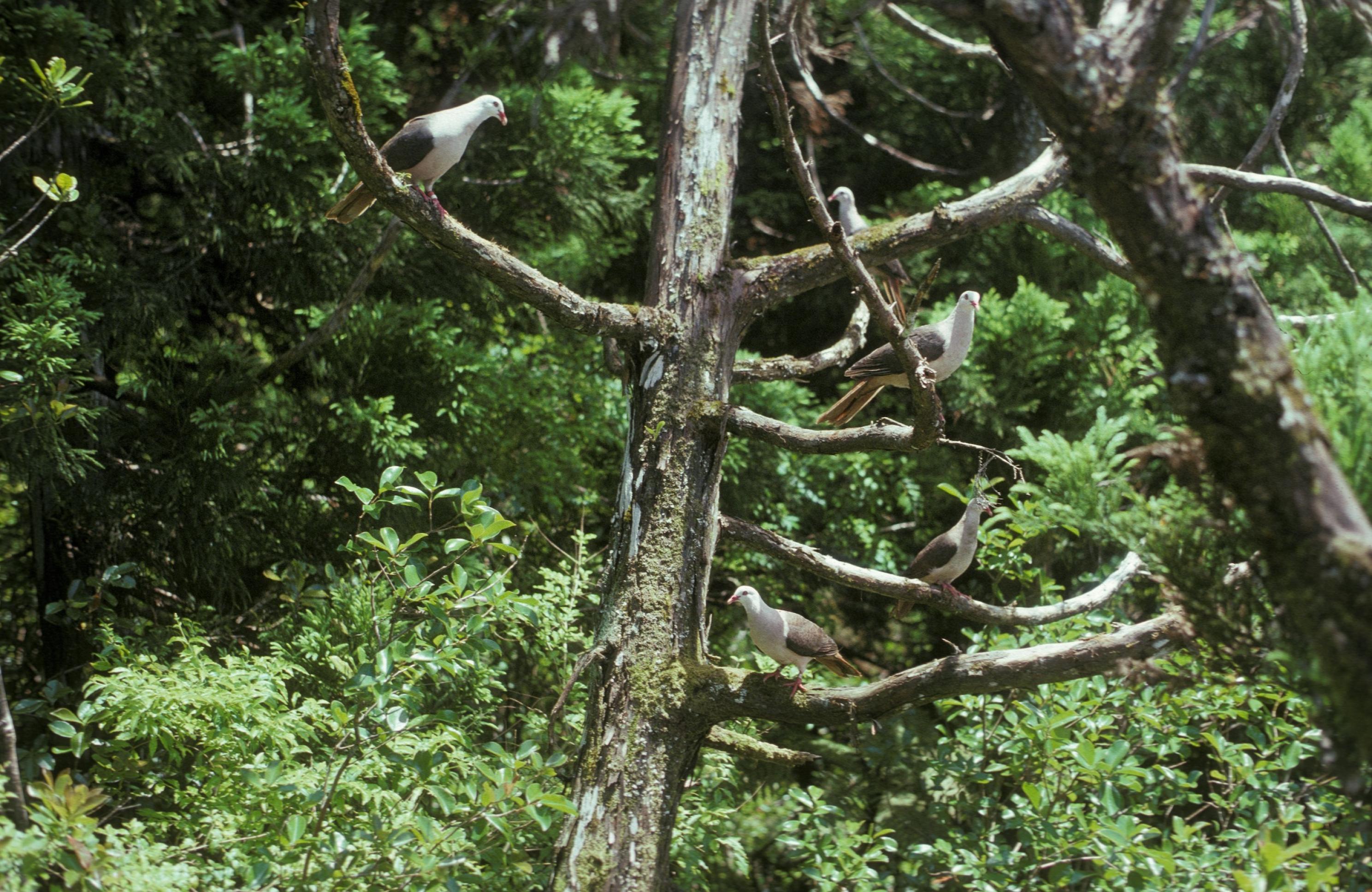 Rosa Tauben sitzen auf einem kahlen Baum.