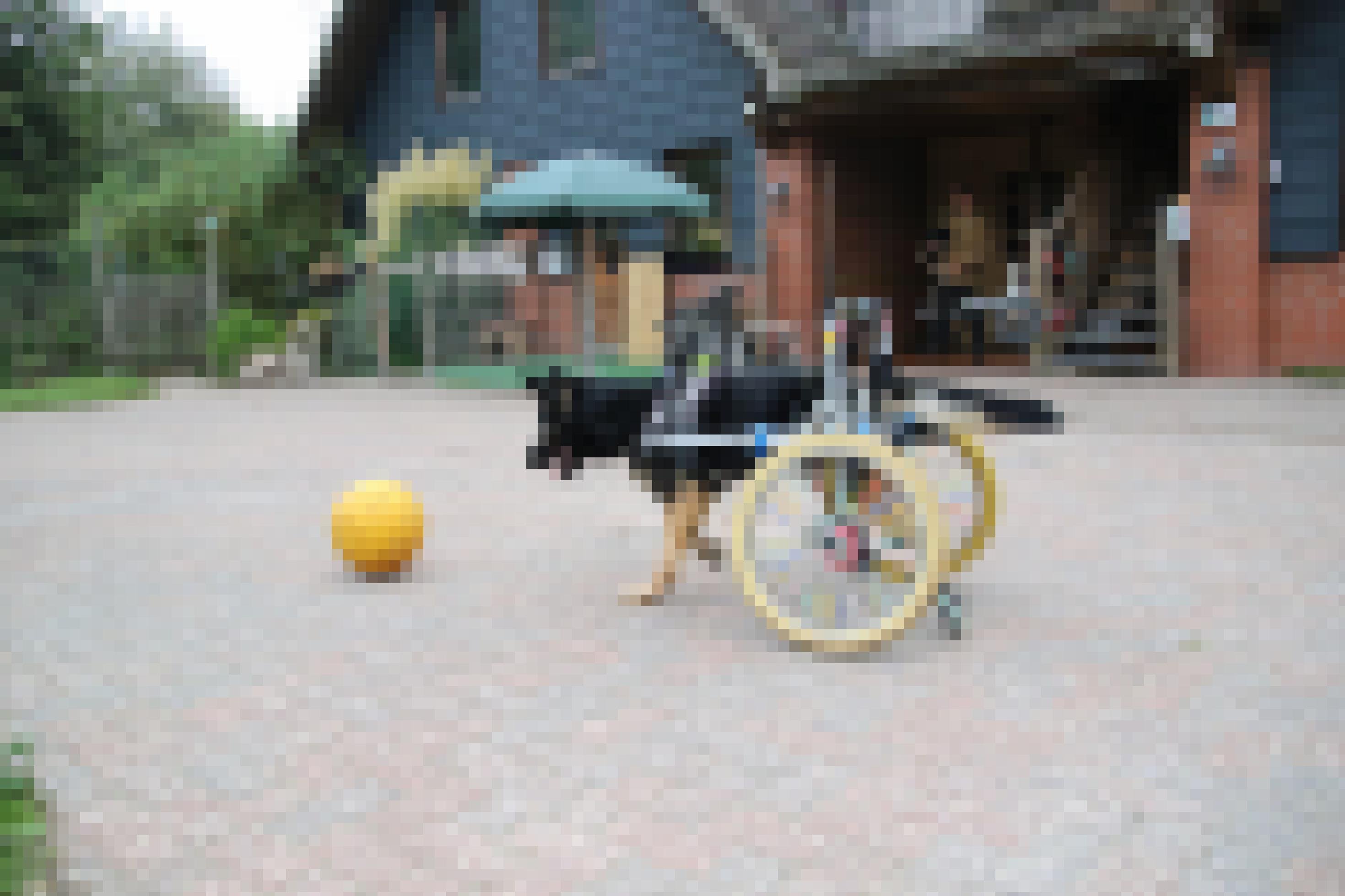 Schäferhund im Rollstuhl rennt hinter Ball her.