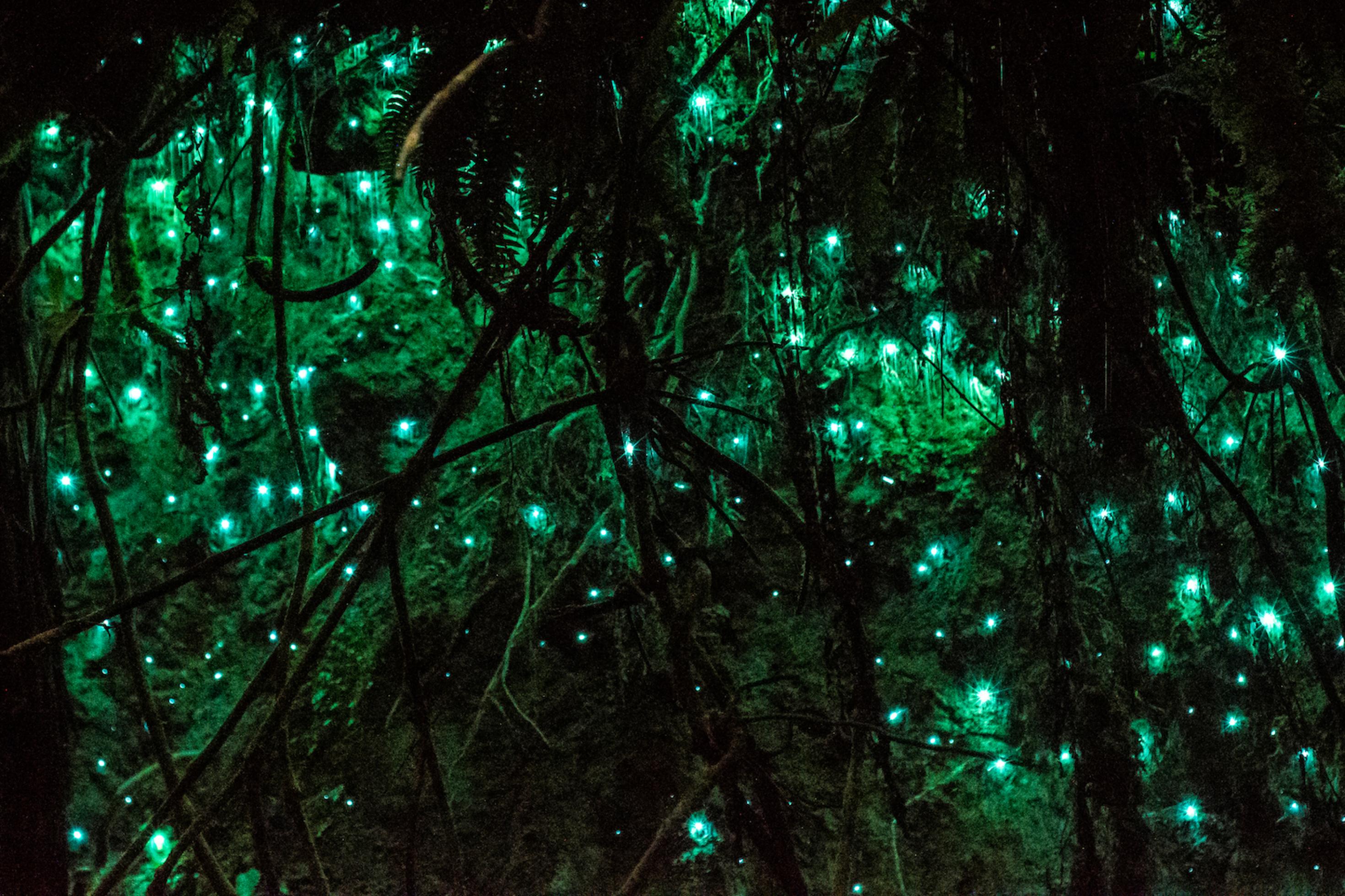 eine Gruppe leuchtend grüner Lichter in einem dunklen Wald [AI]