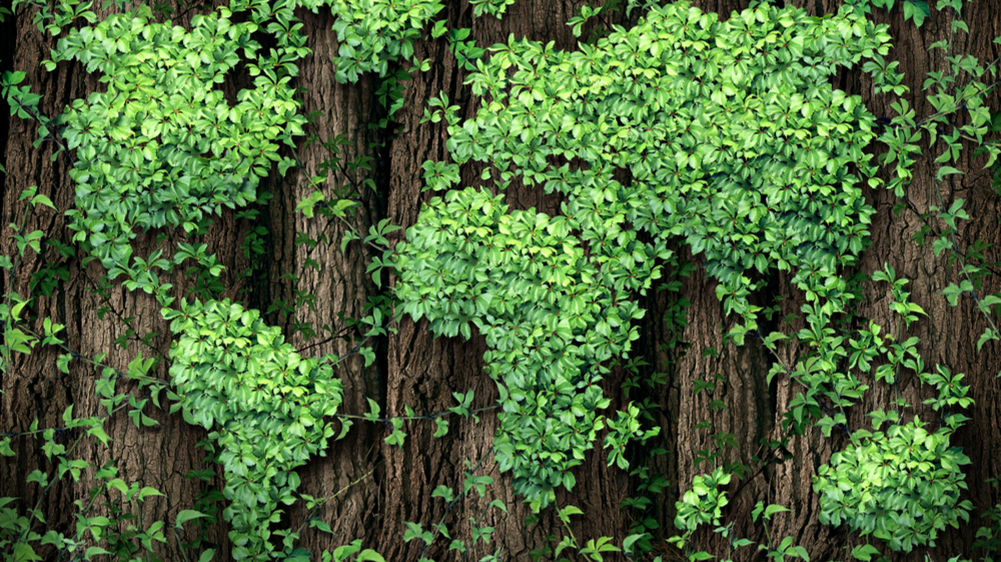 Weinblätter, die auf Waldbäumen wachsen als Symbol für den Umweltschutz.