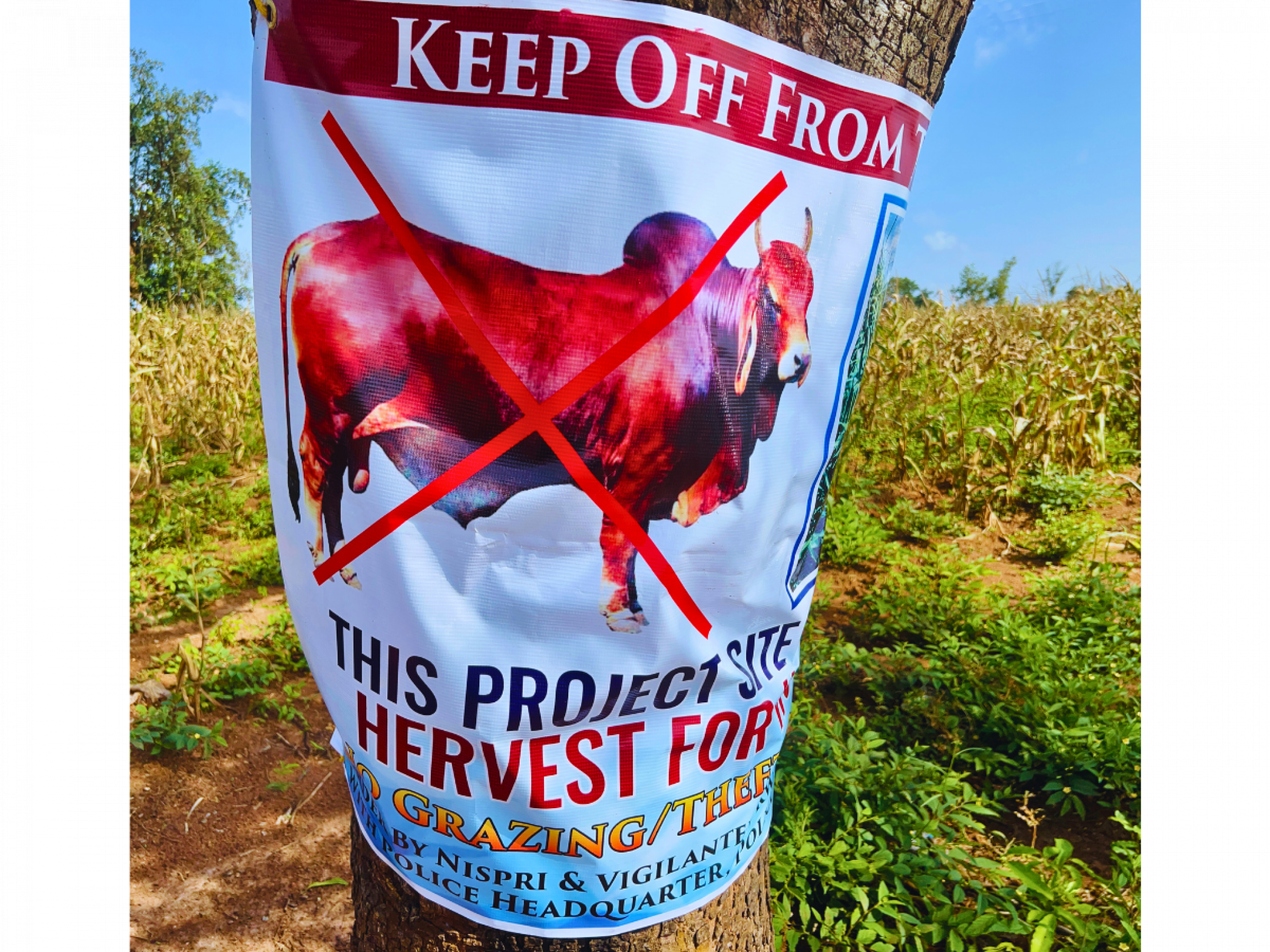 Ein Plakat mit einer Kuh und einem roten Kreuz verbietet es Unbefugten, die Kühe auf einem Bauernhof im ländlichen Nigeria fressen zu lassen
