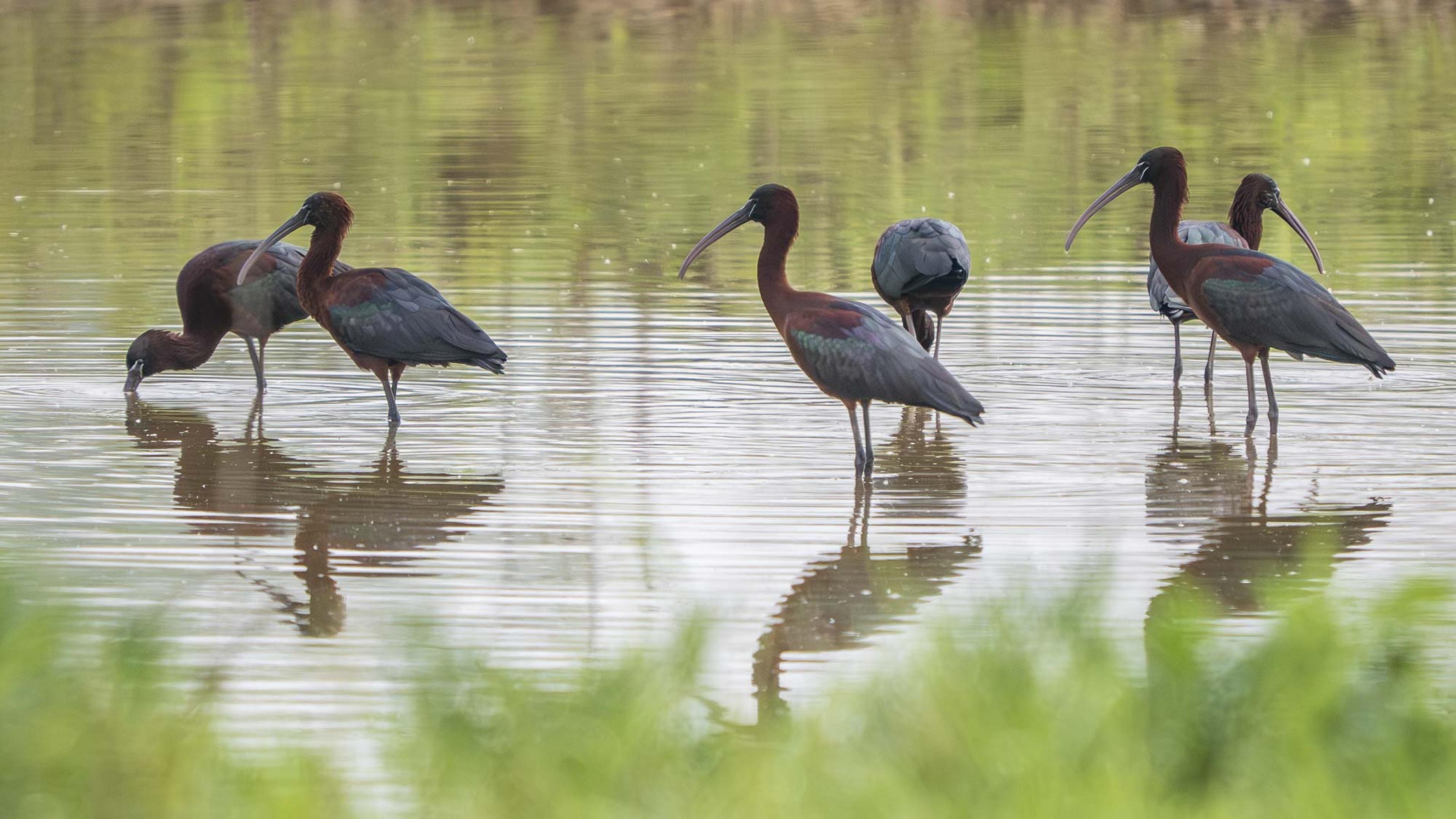 Sechs braune, knapp storchengroße Vögel mit gebogenen Schnäbeln stehen im flachen Wasser einer Flussaue