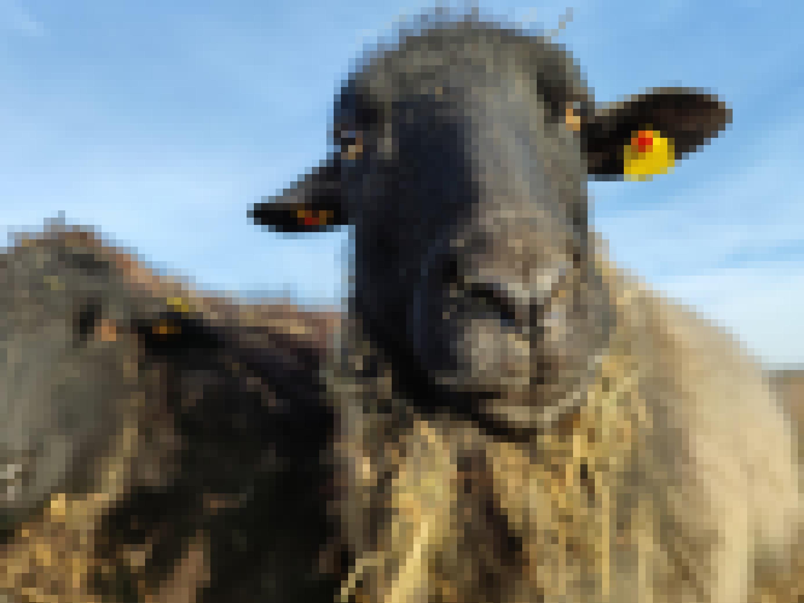 Ein Rauhwolliges Pommersches Landschaf hat einen schwarzen Kopf und blaugraue dichte Wolle. Dieses Schaf blickt aufmerksam in die Kamera