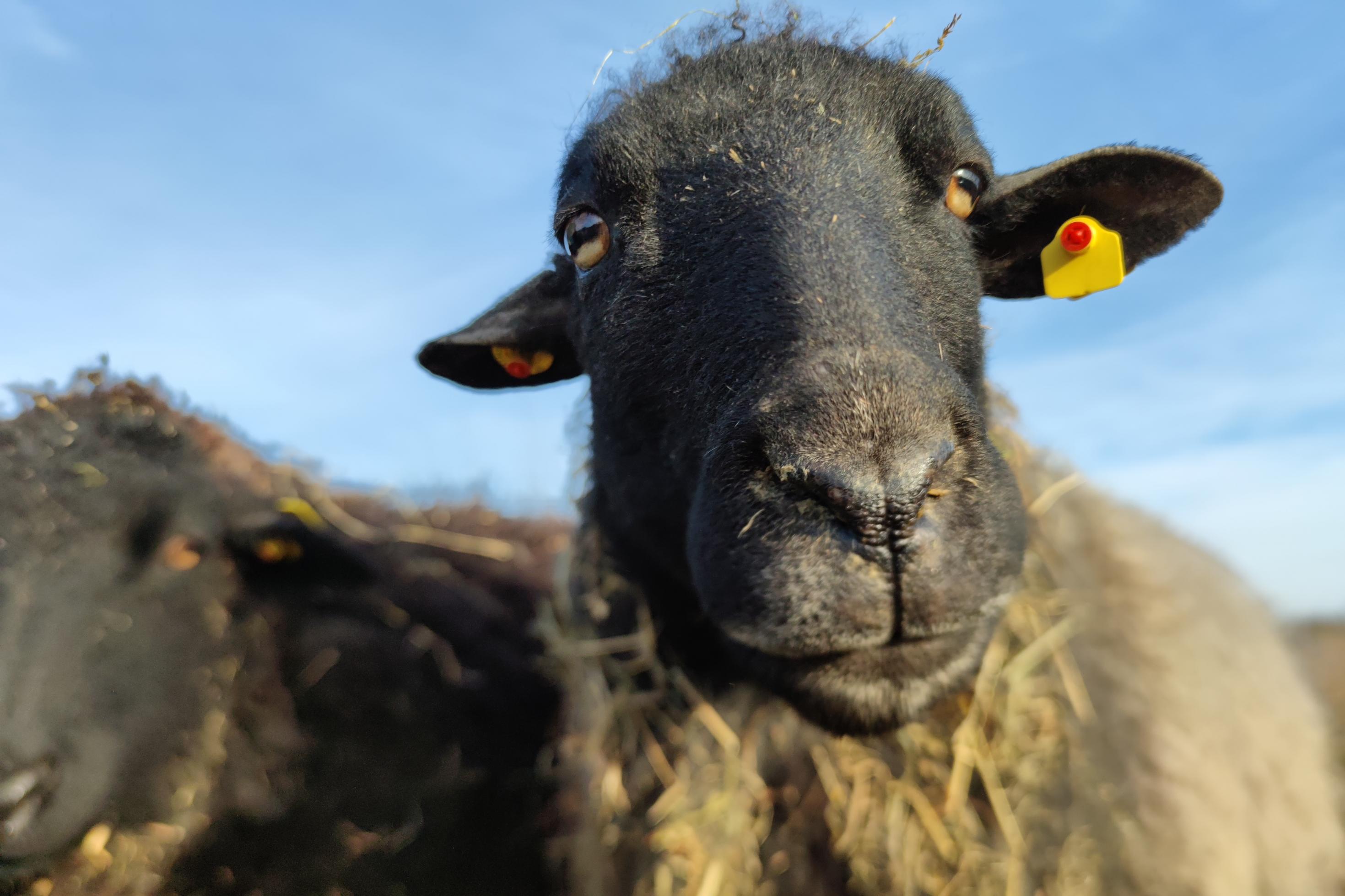 Ein Rauhwolliges Pommersches Landschaf hat einen schwarzen Kopf und blaugraue dichte Wolle. Dieses Schaf blickt aufmerksam in die Kamera