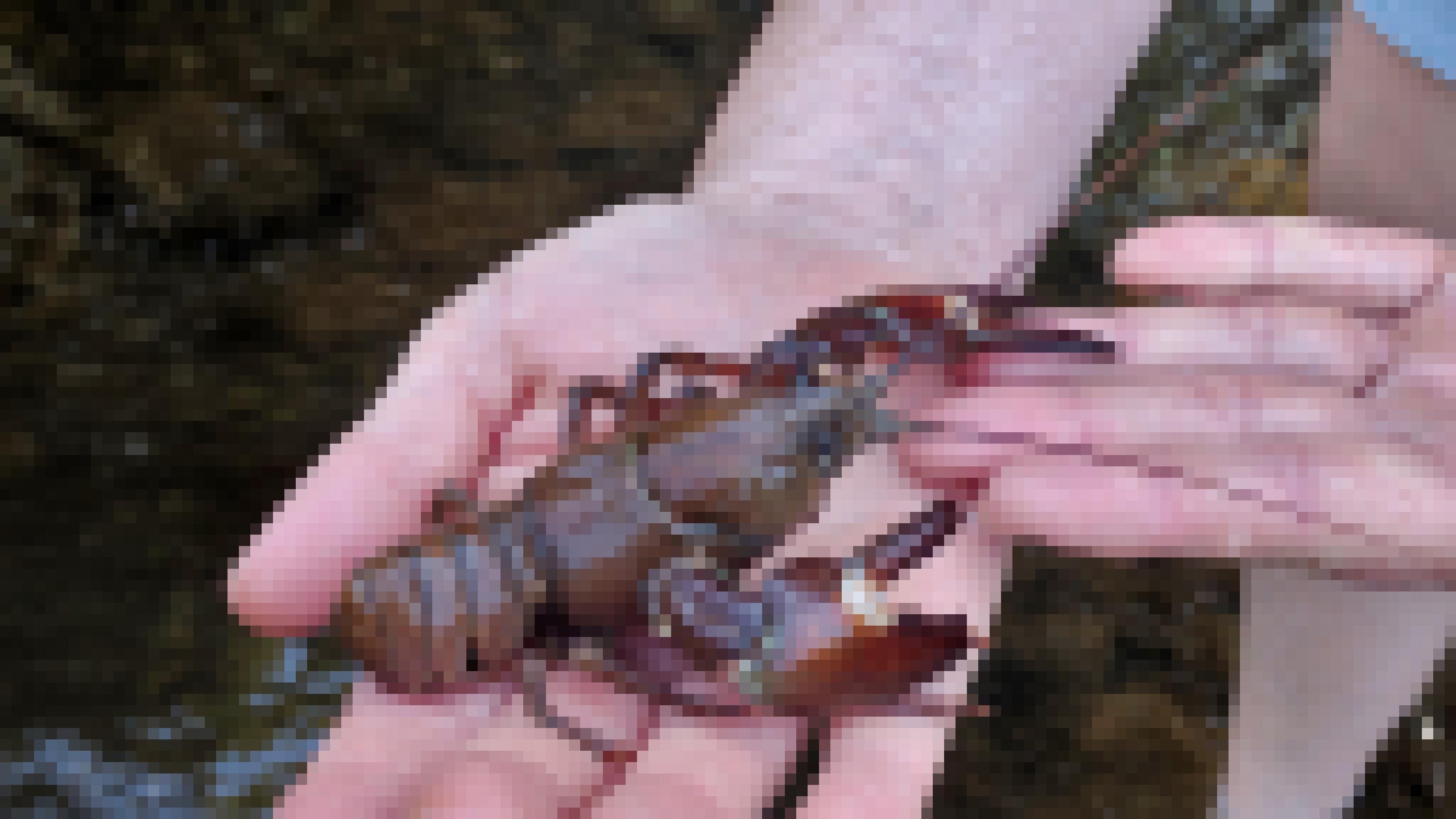 Ein bräunlicher Krebs mit rötlichen Scheren und langen Fühlern sitzt auf einer menschlichen Hand.