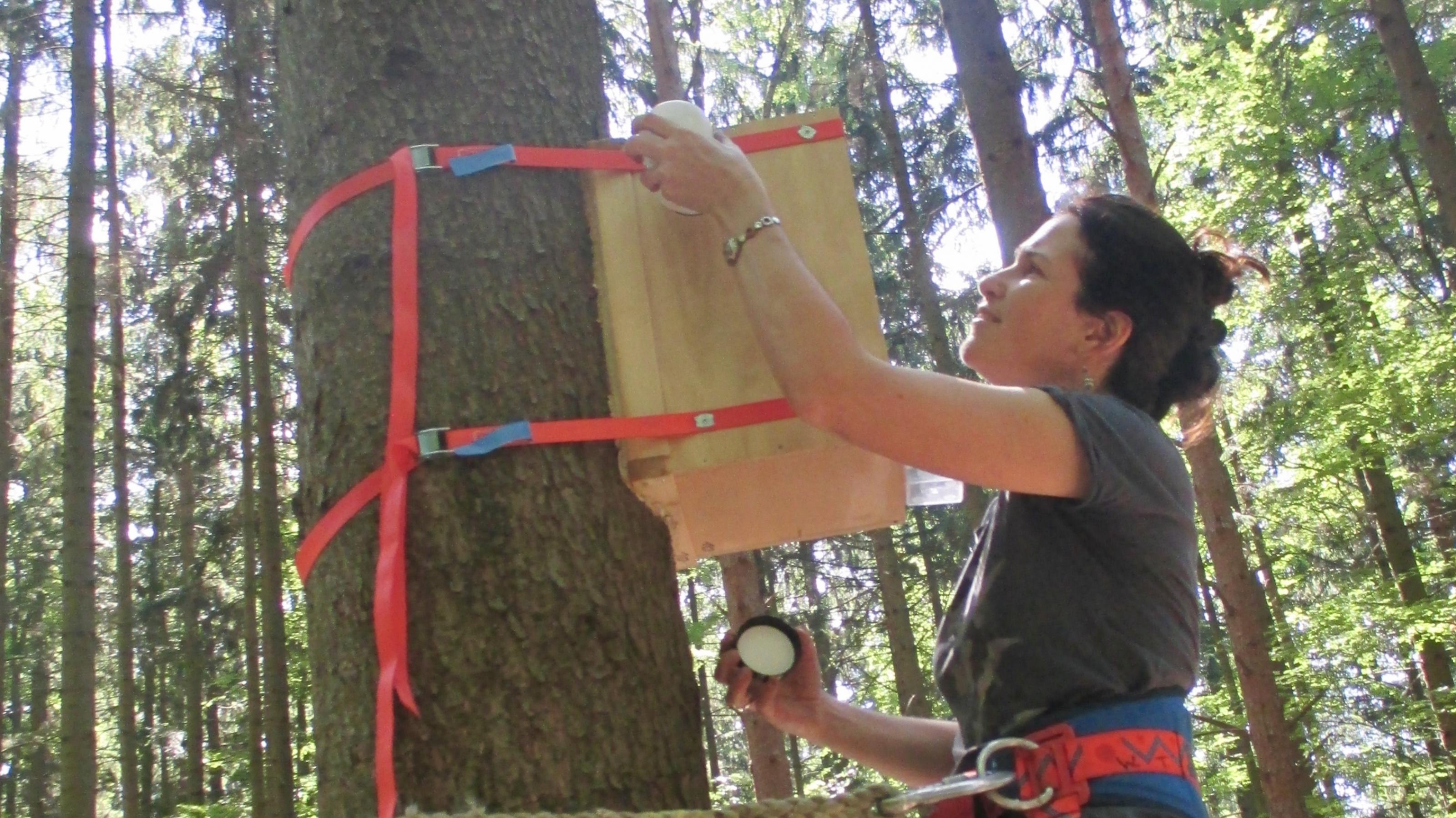 Eine Frau steht auf einer Leiter an einem Baum und hantiert an einer Holzbox, über die Borkenkäfer versuchsweise an den Baumstamm einer Fichte gelangen sollen.