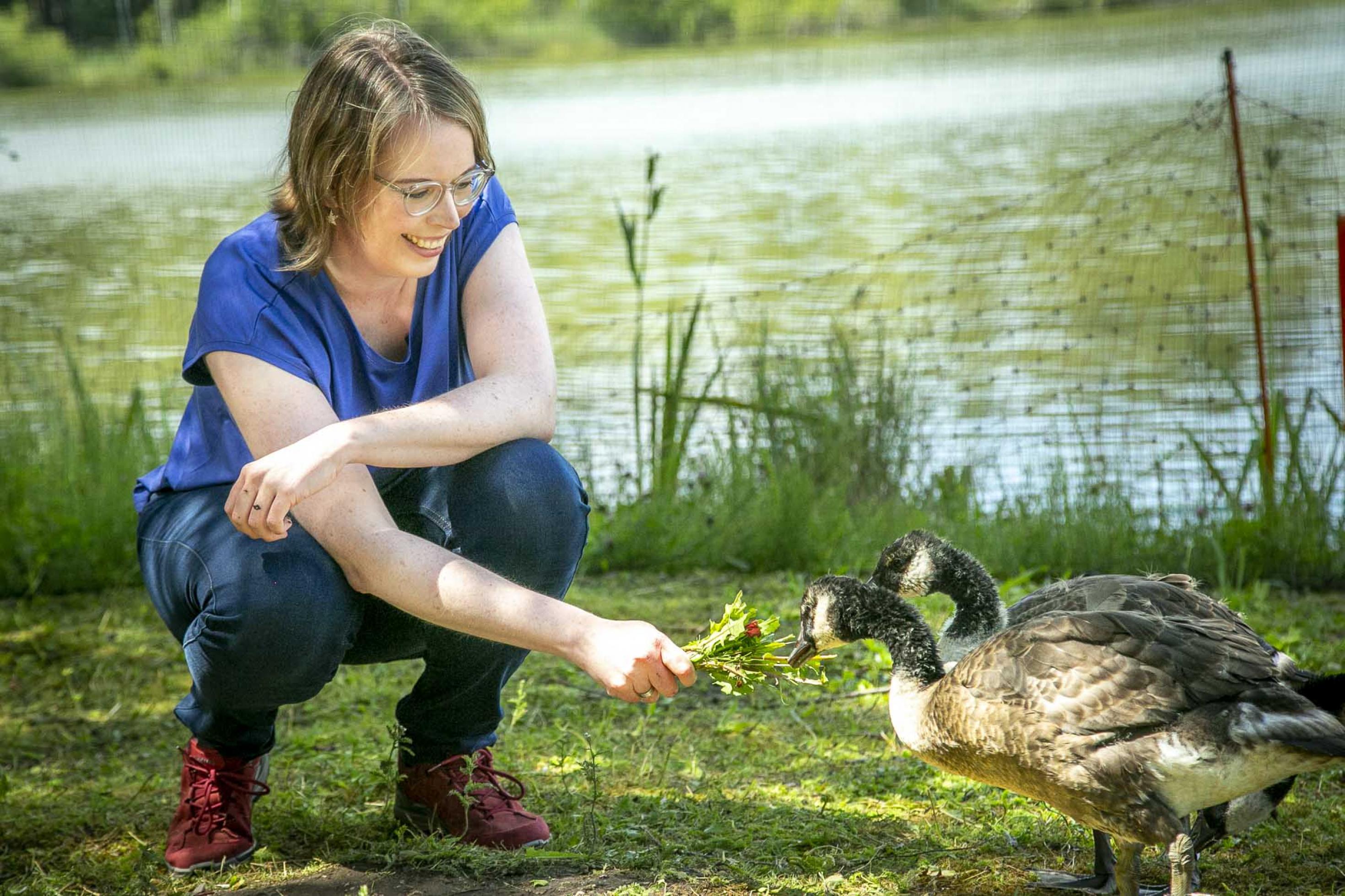 Frau hält zwei Kanadagänsen ein Sträußchen Kräuter und Löwenzahn hin, dahinter Wasser.