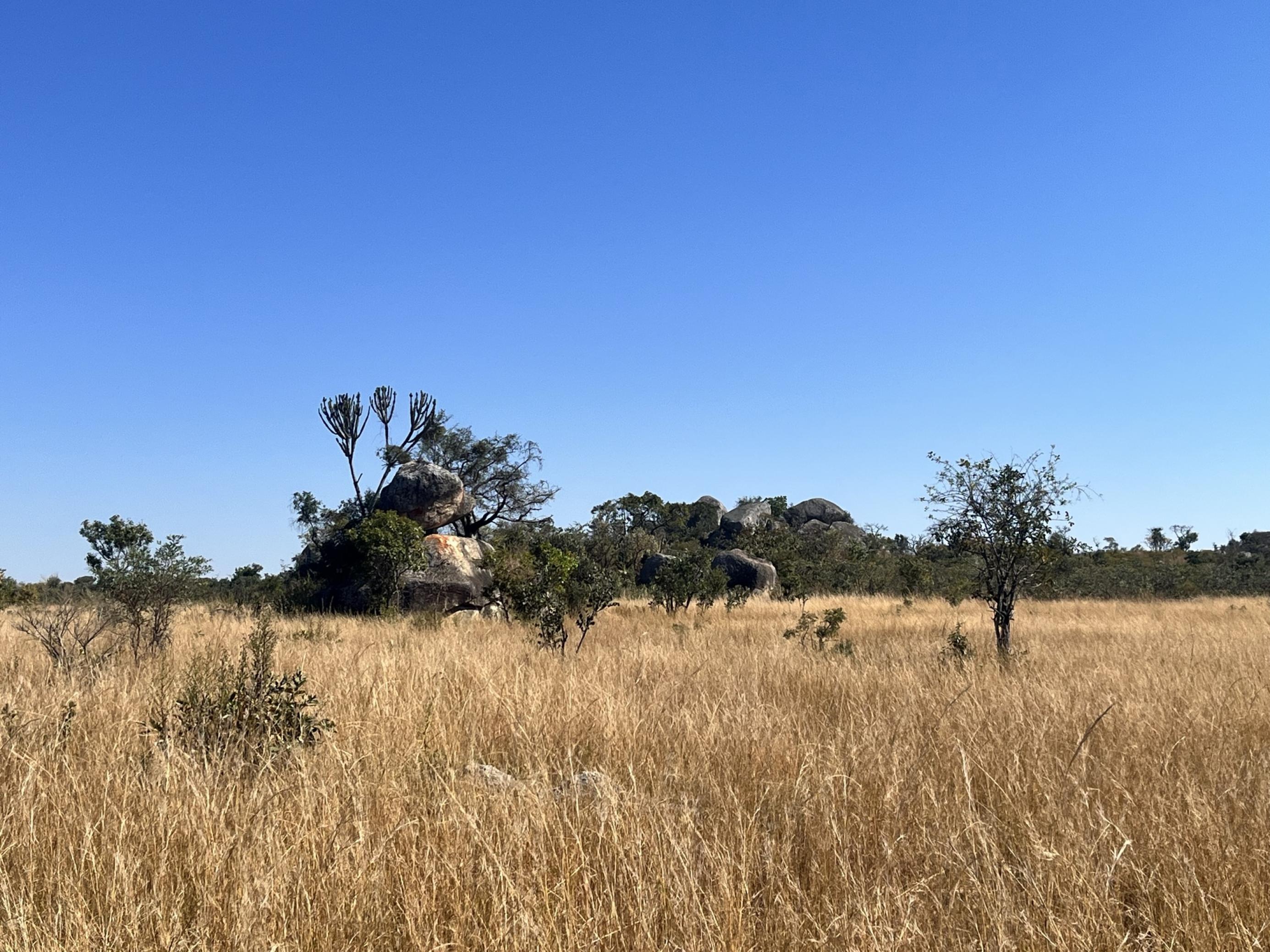 Landschaft mit trocknenem langen Gras, aus dem Felsen ragen