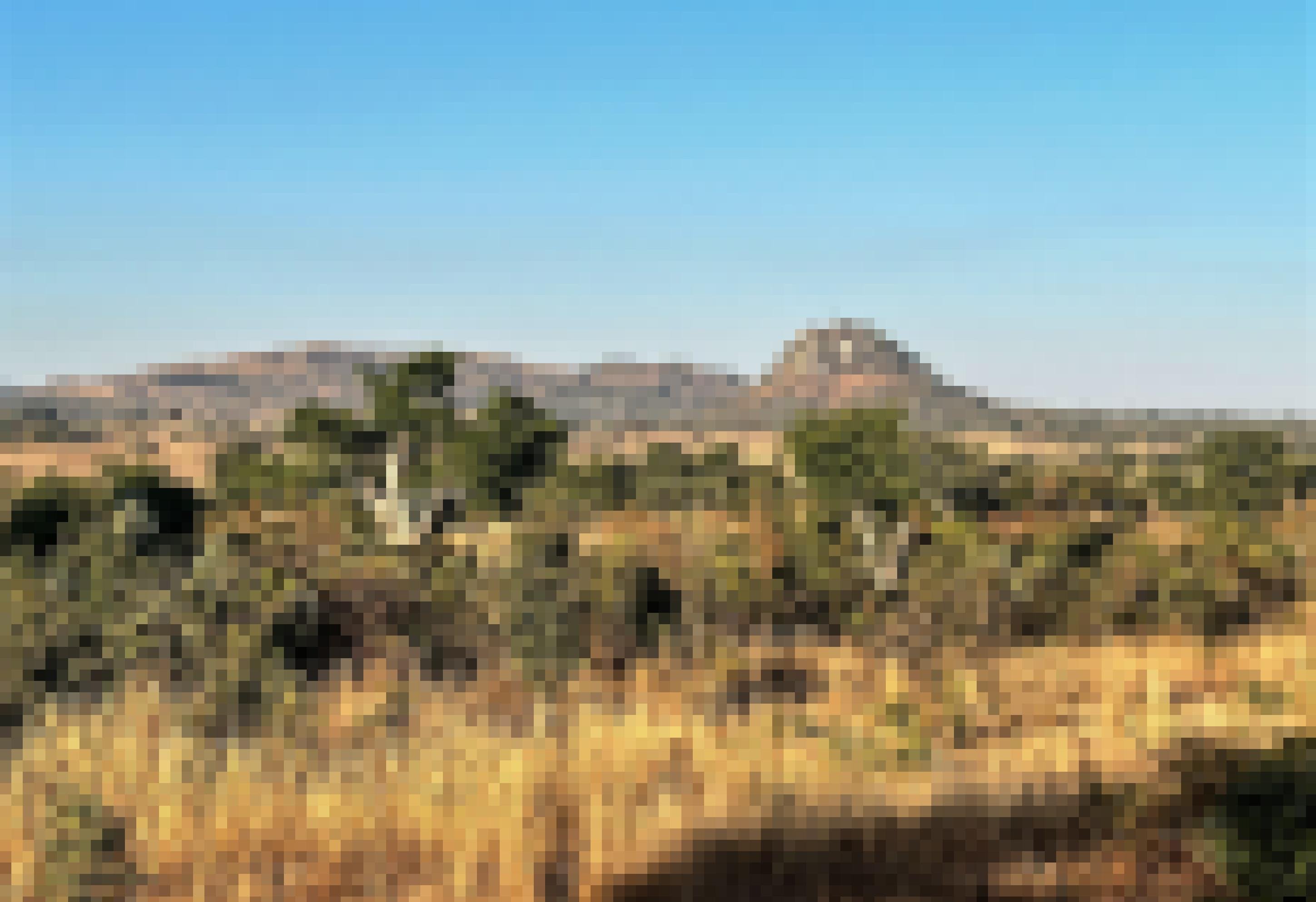 Eine weite Landschaft in Simbabwes Provinz, steinige Hügel, große Bäume, trockenes langes Gras.