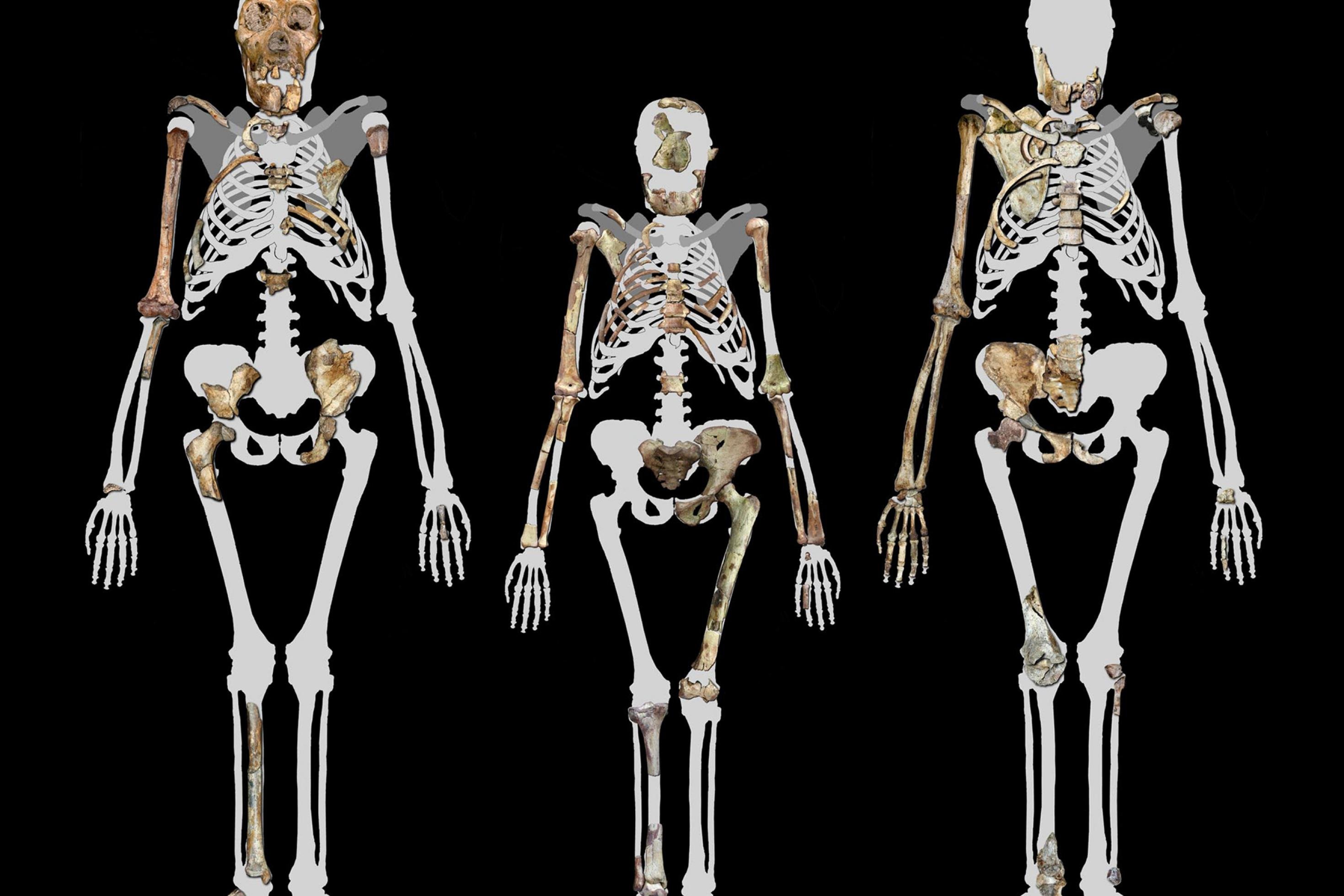 Dargestellt sind die rekonstruierten Umrisse von drei Skeletten, in die die fossilen Knochen von Vormenschen der Gattung Australopithecus projiziert wurden (in der Mitte „Lucy“). Die aufrechte Körperhaltung wurde zum Ausgangspunkt für die menschliche Evolution.