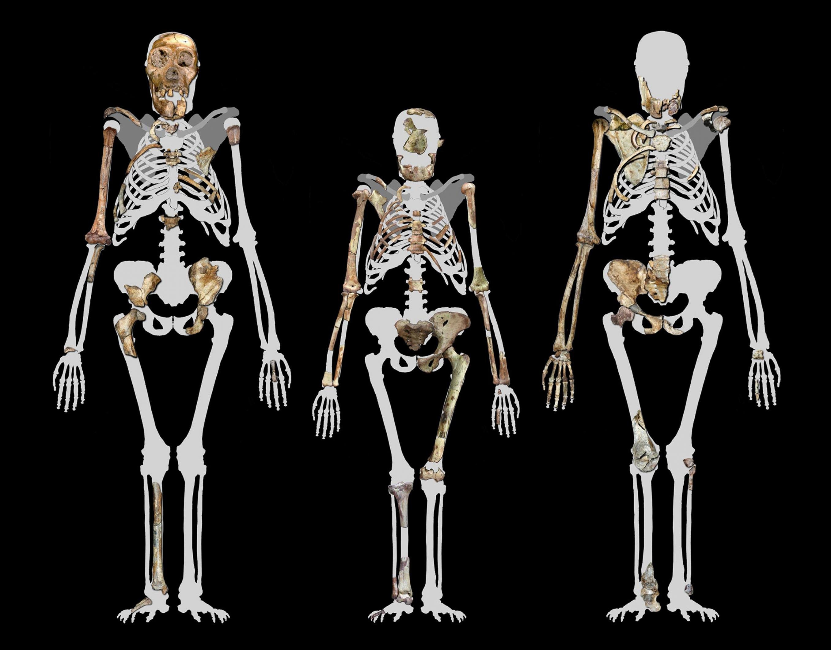 Dargestellt sind die rekonstruierten Umrisse von drei Skeletten, in die die fossilen Knochen von Vormenschen der Gattung Australopithecus projiziert wurden (in der Mitte „Lucy“). Die aufrechte Körperhaltung wurde zum Ausgangspunkt für die menschliche Evolution.