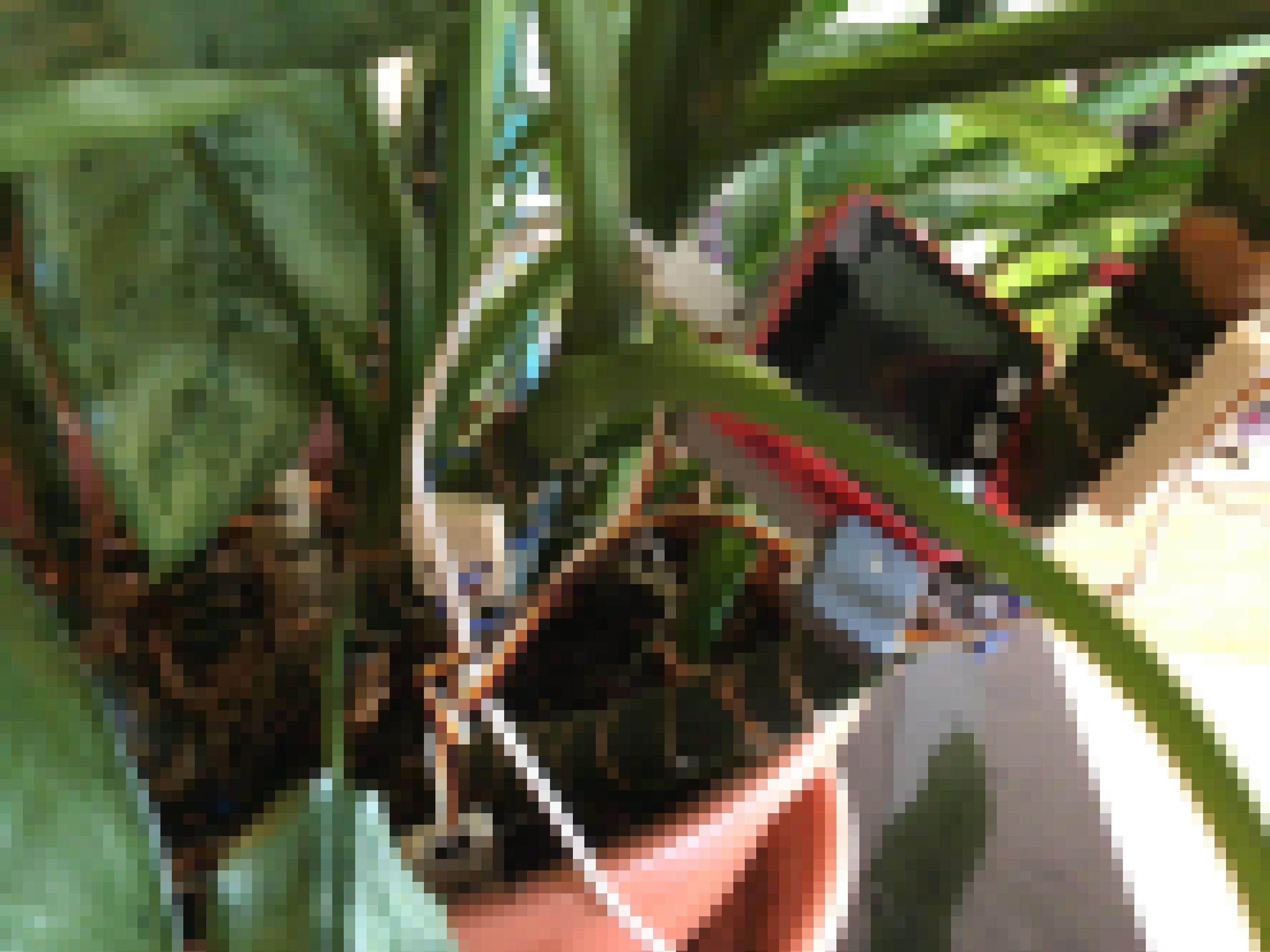 Ein smarter Mikrocontroller als Giesswächter in einer Zimmerpflanze