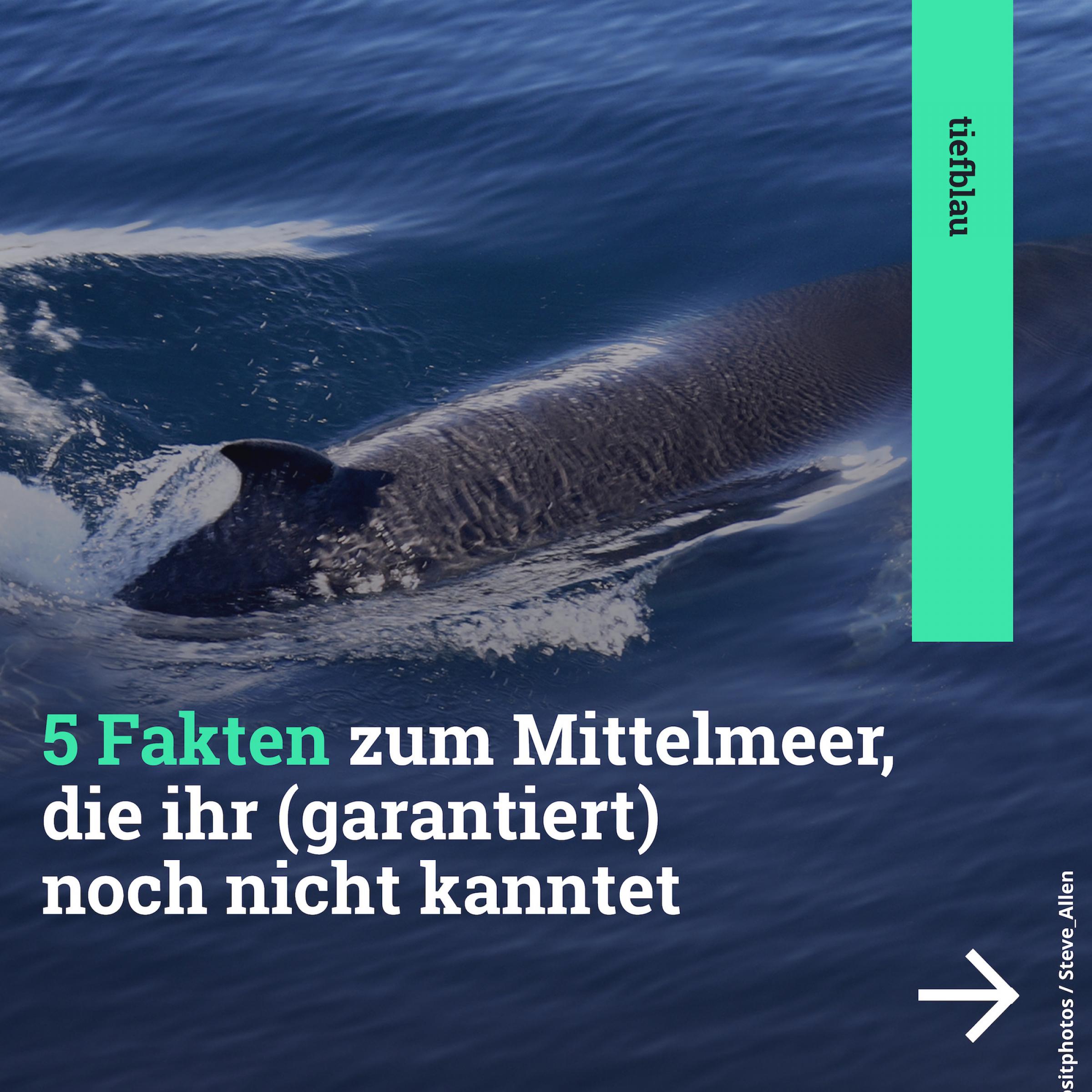 Eine Kachel mit Walen von oben im weiten Meer, darauf der Text: 5 Fakten, die ihr (garantiert) noch nicht kanntet.