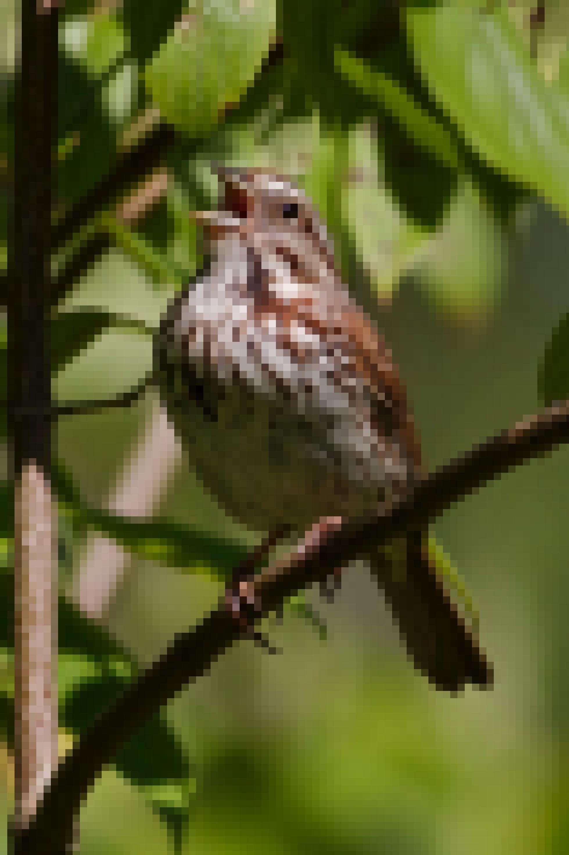 Ein grau-brauner Vogel sitzt zwischen Blättern auf einem Ast und singt.