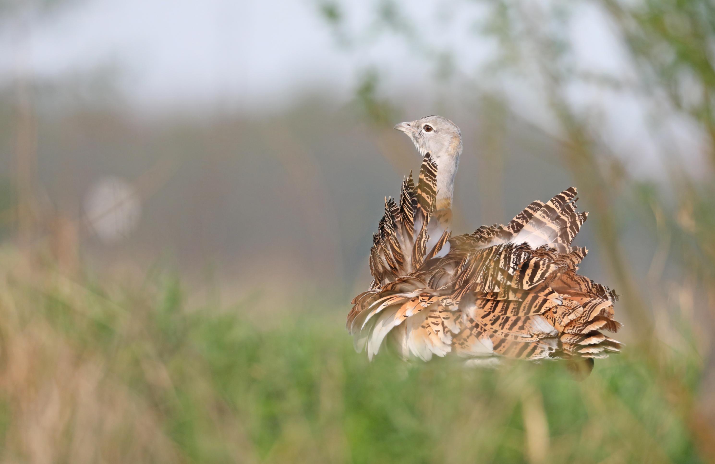 Eine Großtrappe mit vom Wind aufgeplusterten Gefieder blickt aufmerksam über eine Wiese.