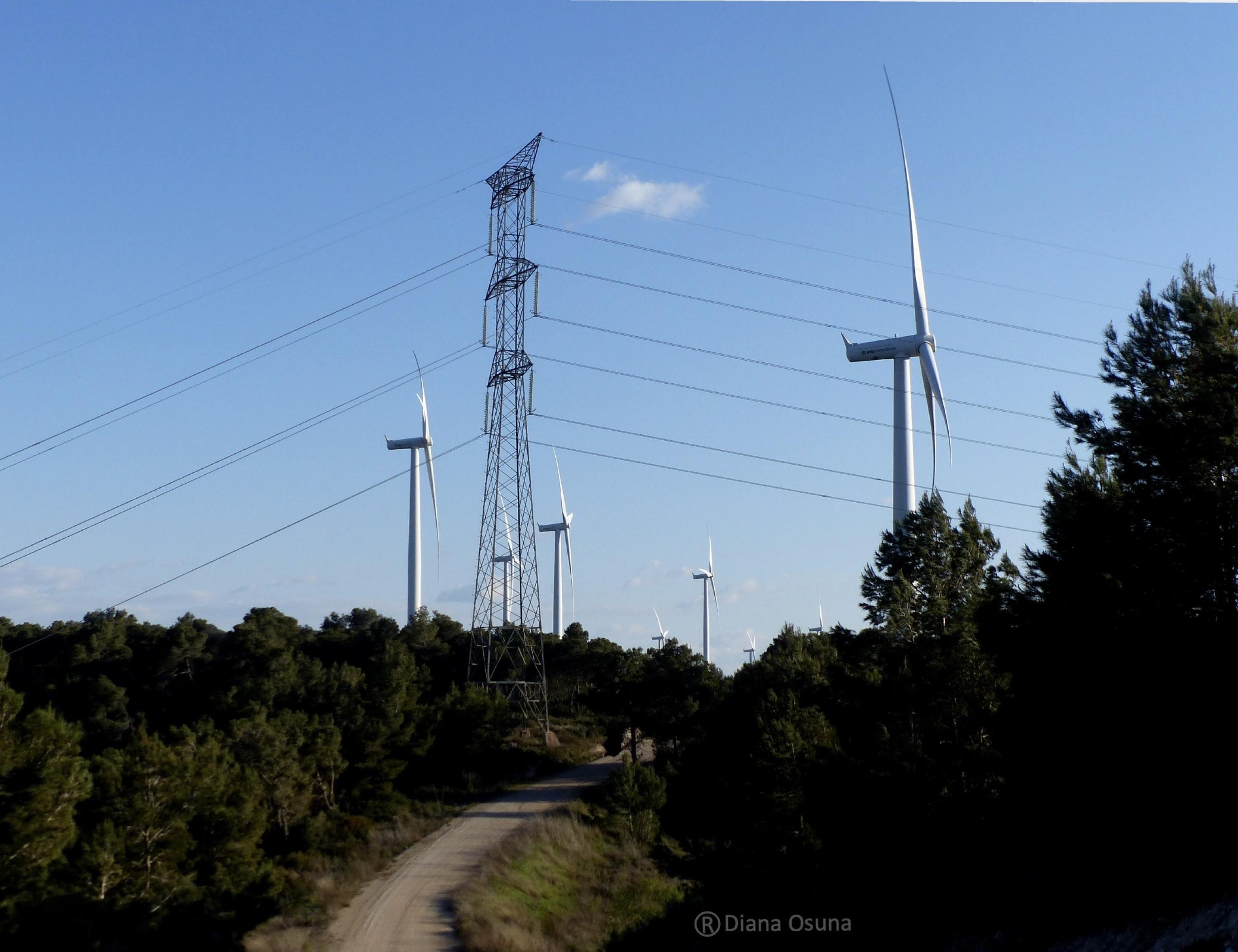 Windräder und ein Hochspannungsmast überragen einen Pinienwald