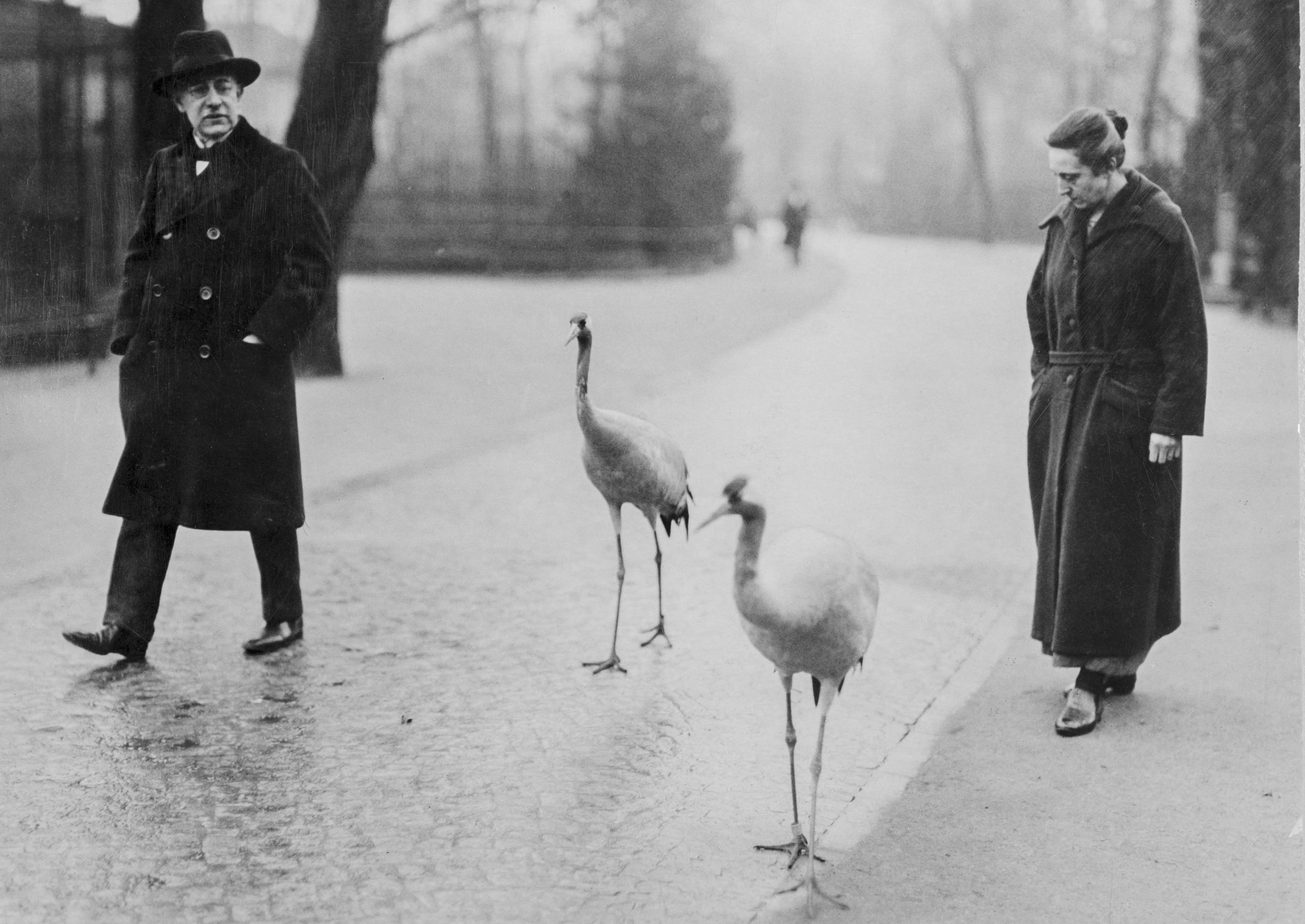 Schwarz-weiß Foto: Zwei Kraniche gehen auf einem Weg zusammen mit einem Mann und einer Frau.