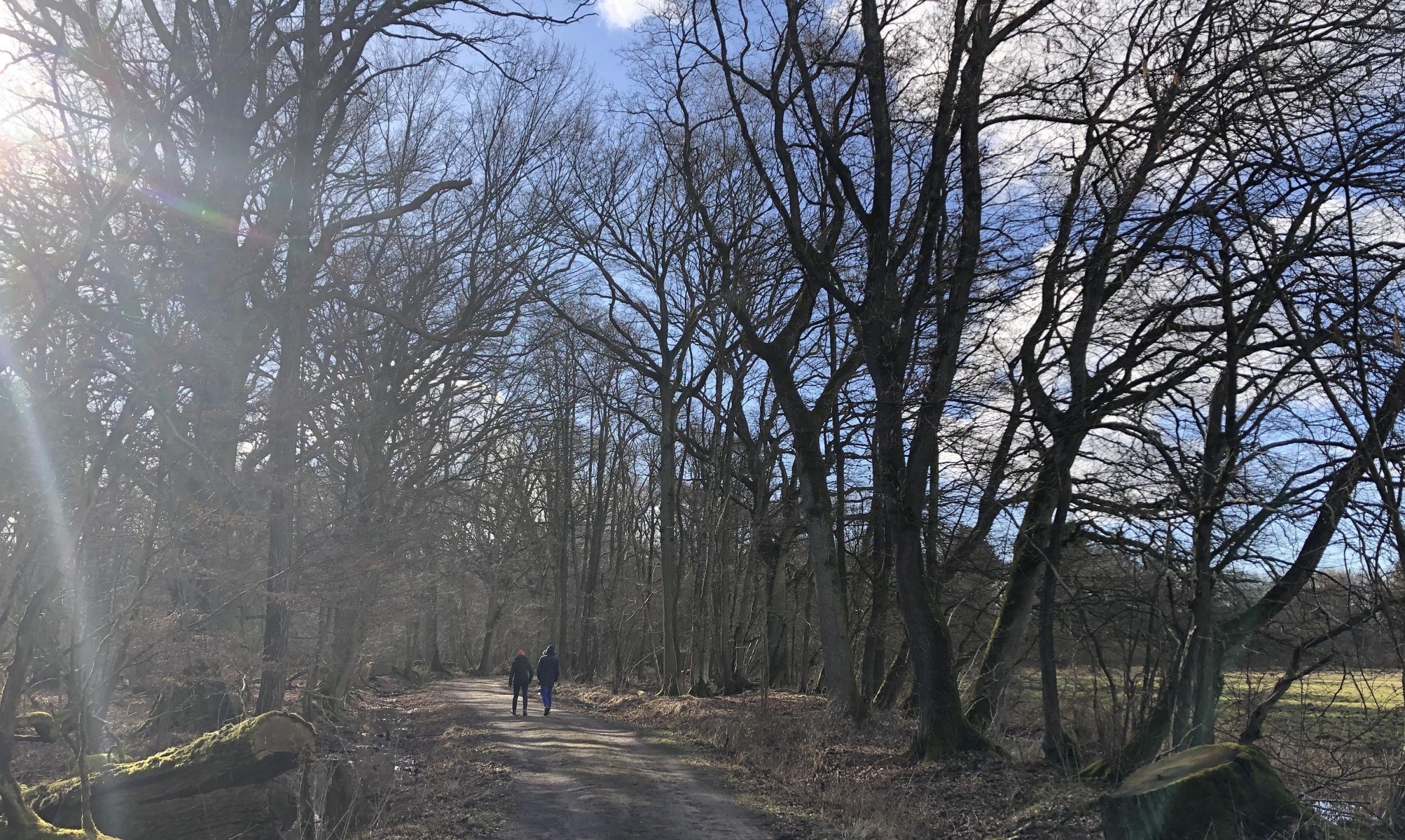 Zwei Personen gehen in einem Wald spazieren. Man sieht sie von hinten. Von vorne strahlt das Sonnenlicht.