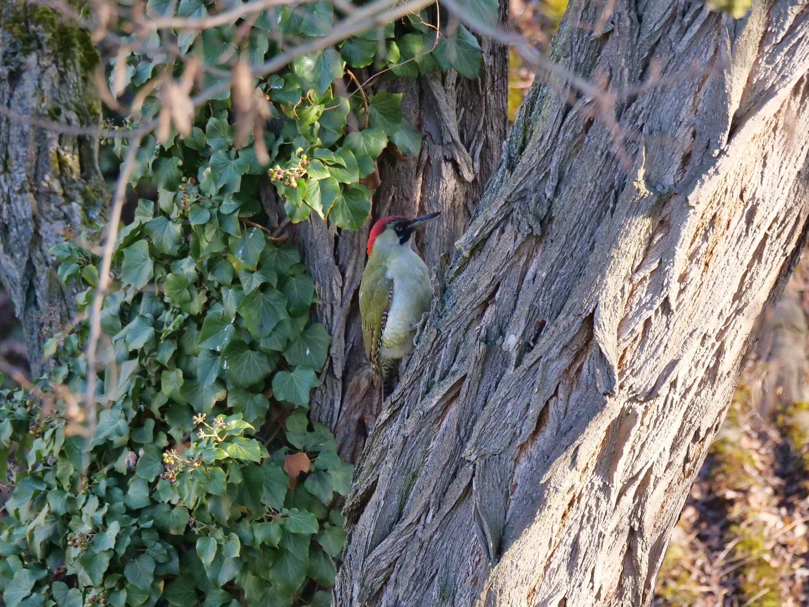 Grünspecht mit roter Kappe hockt am Stamm einer Robinie