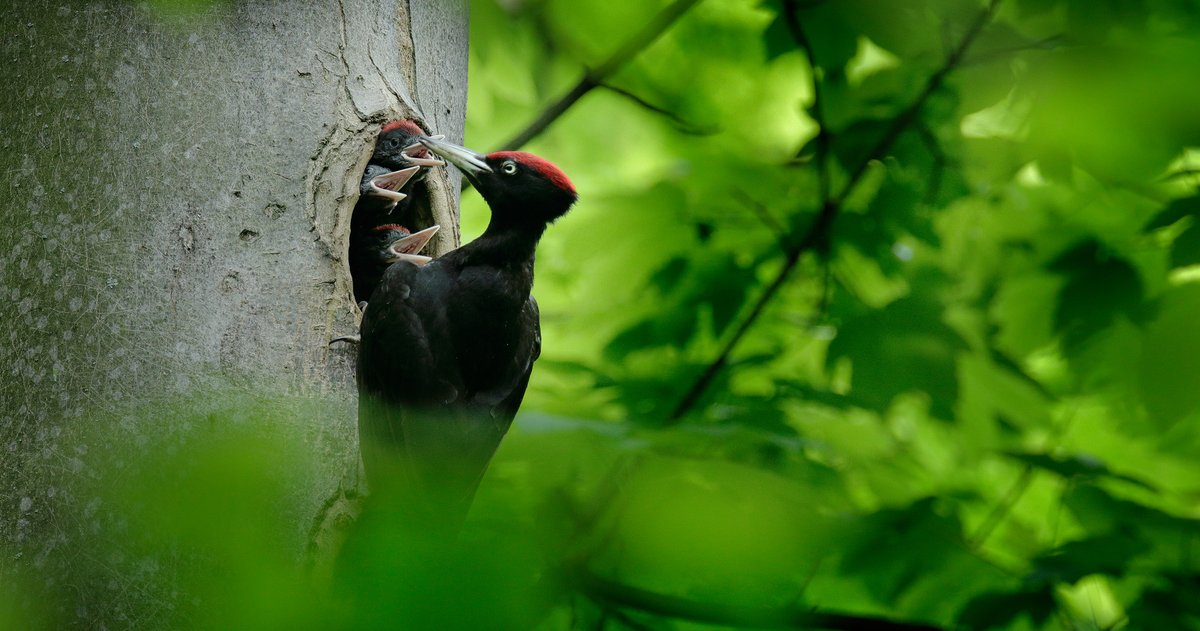 Wie viele Spechte leben in unserem Wald?