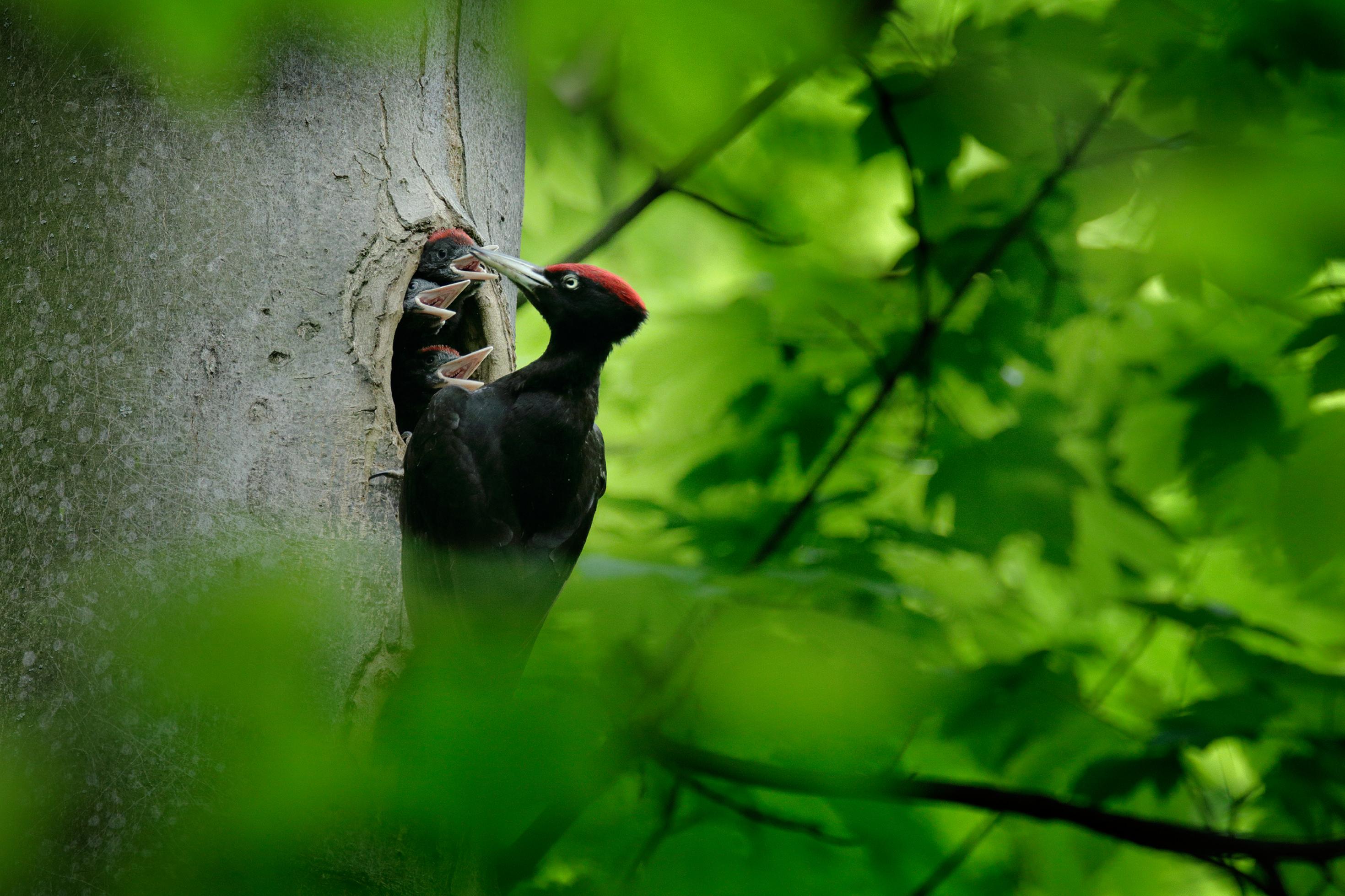 Dem schwarzen Specht mit rotem Scheitel, durch einen Blätterrahmen betrachtet, recken sich drei geöffnete Schnäbel entgegen.