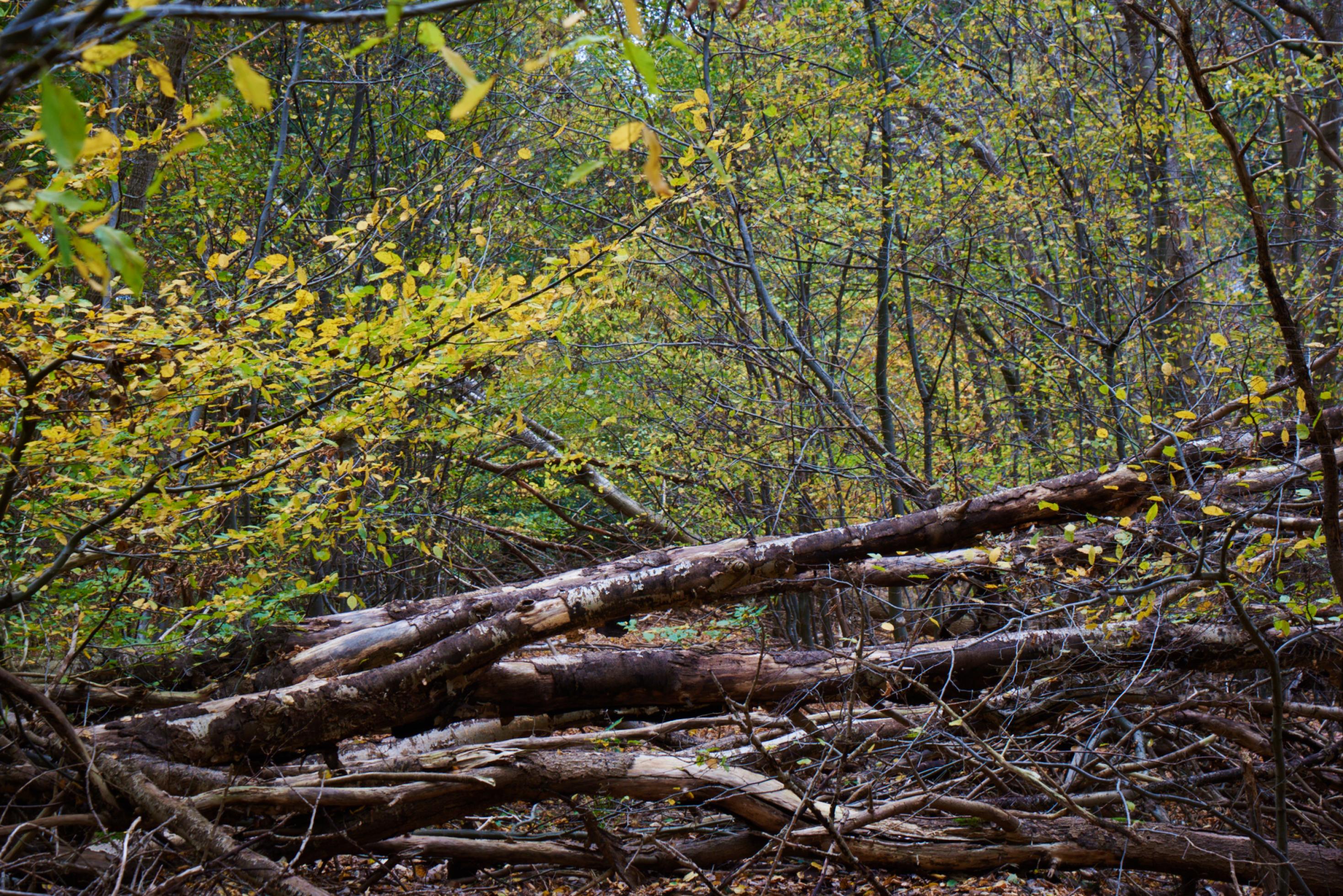 Mehrere umgestürzte Stämme verbarrikadieren einen Waldweg