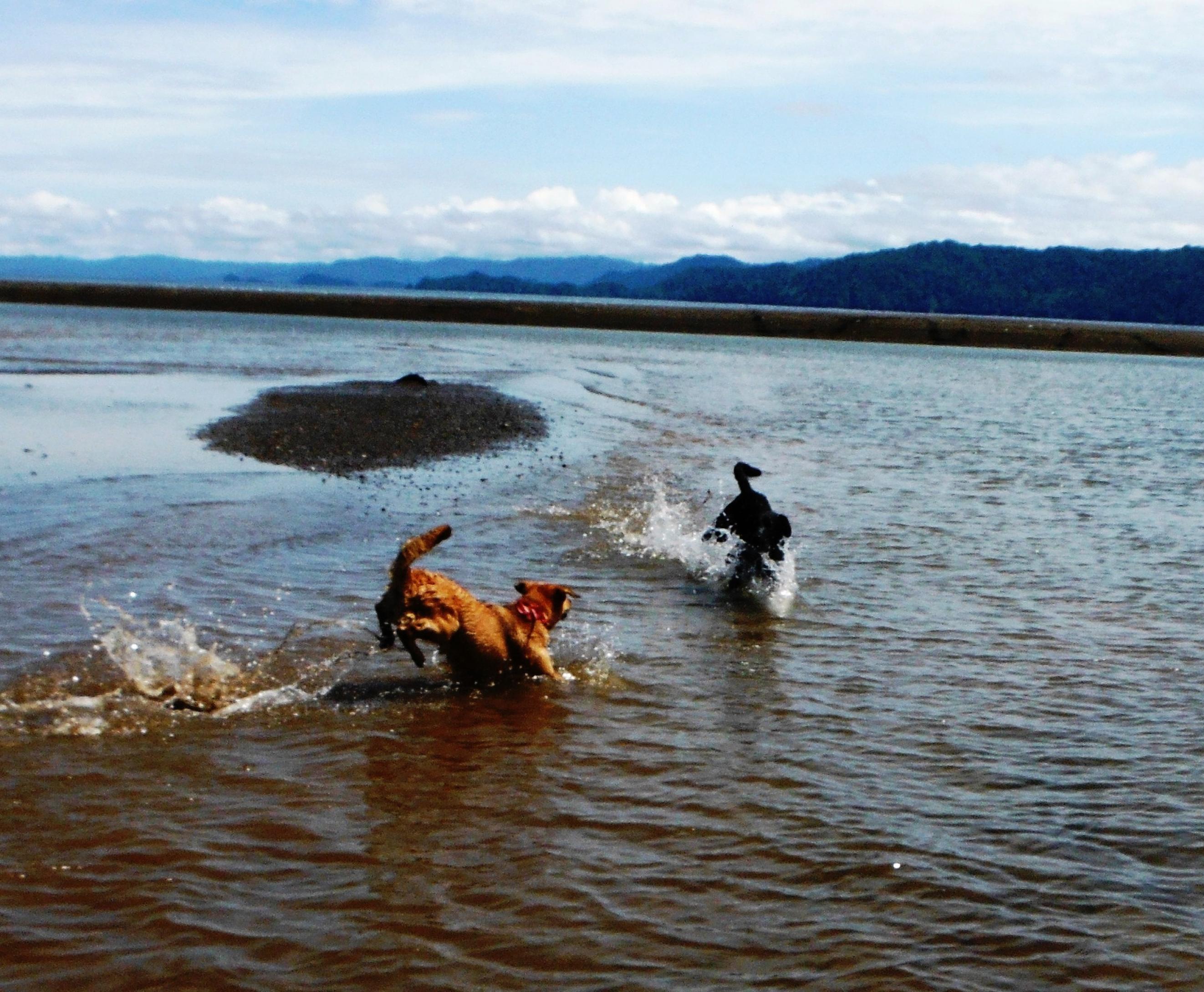 Spielende Hunde im Wasser