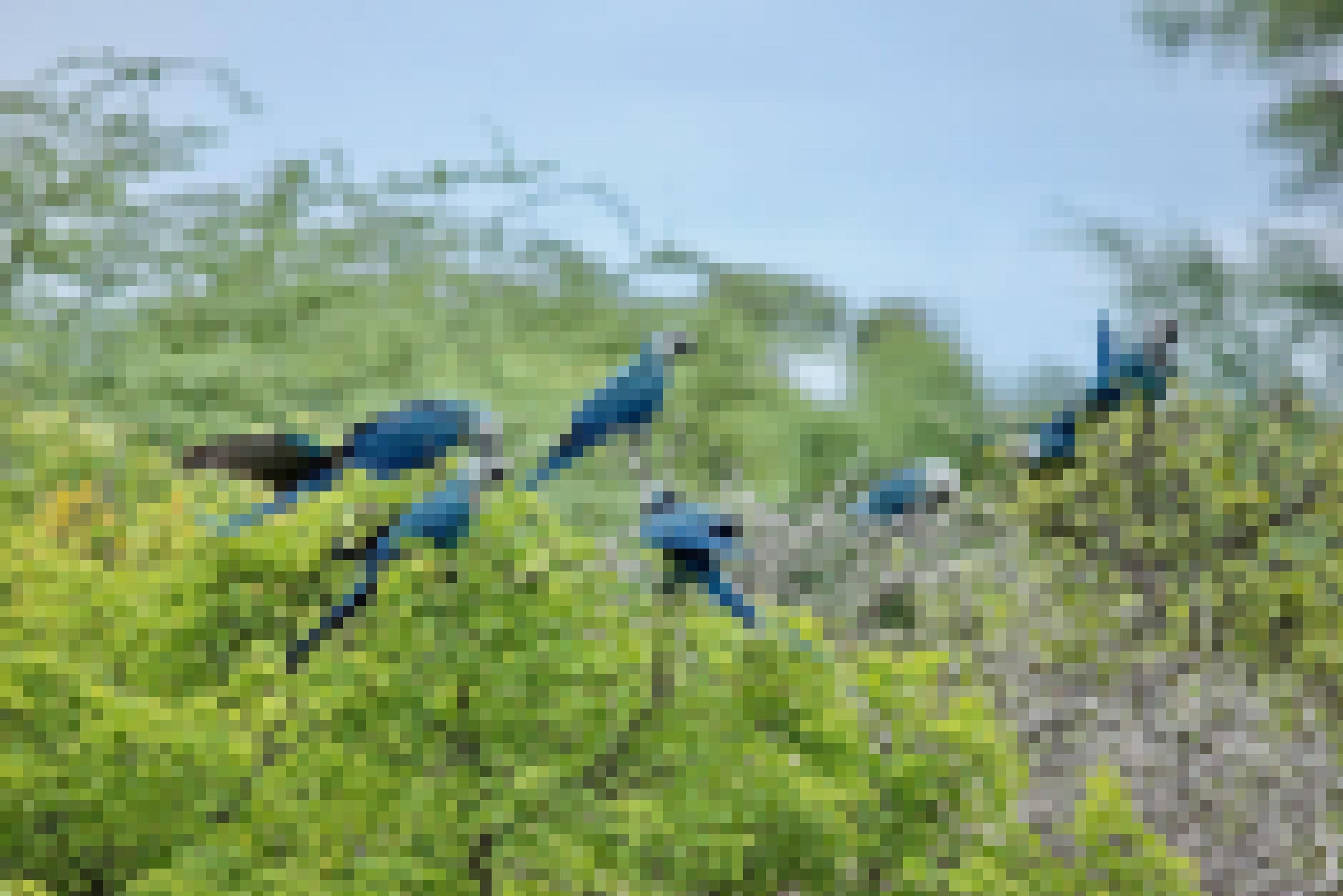 Bild zeigt acht ausgewilderter Spix-Aras auf einem Baum in der brasilianschen Caatinga