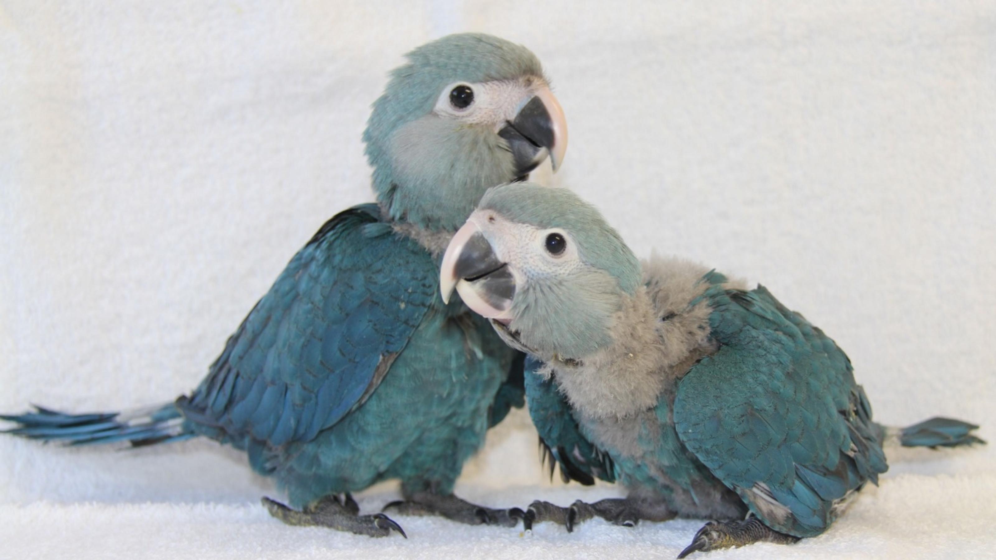 Foto von zwei blauen Vögeln (Spix-Aras) vermehrt.
