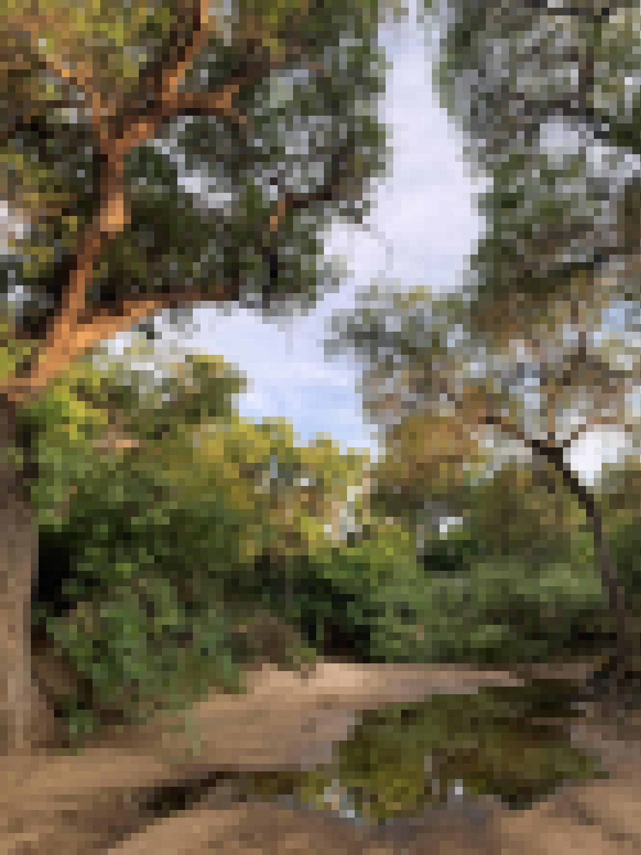 Bild zeigt einen Flusslauf in der brasilianischen Caatinga mit hohen Bäumen – potentielle Nistbäume für die Spixe