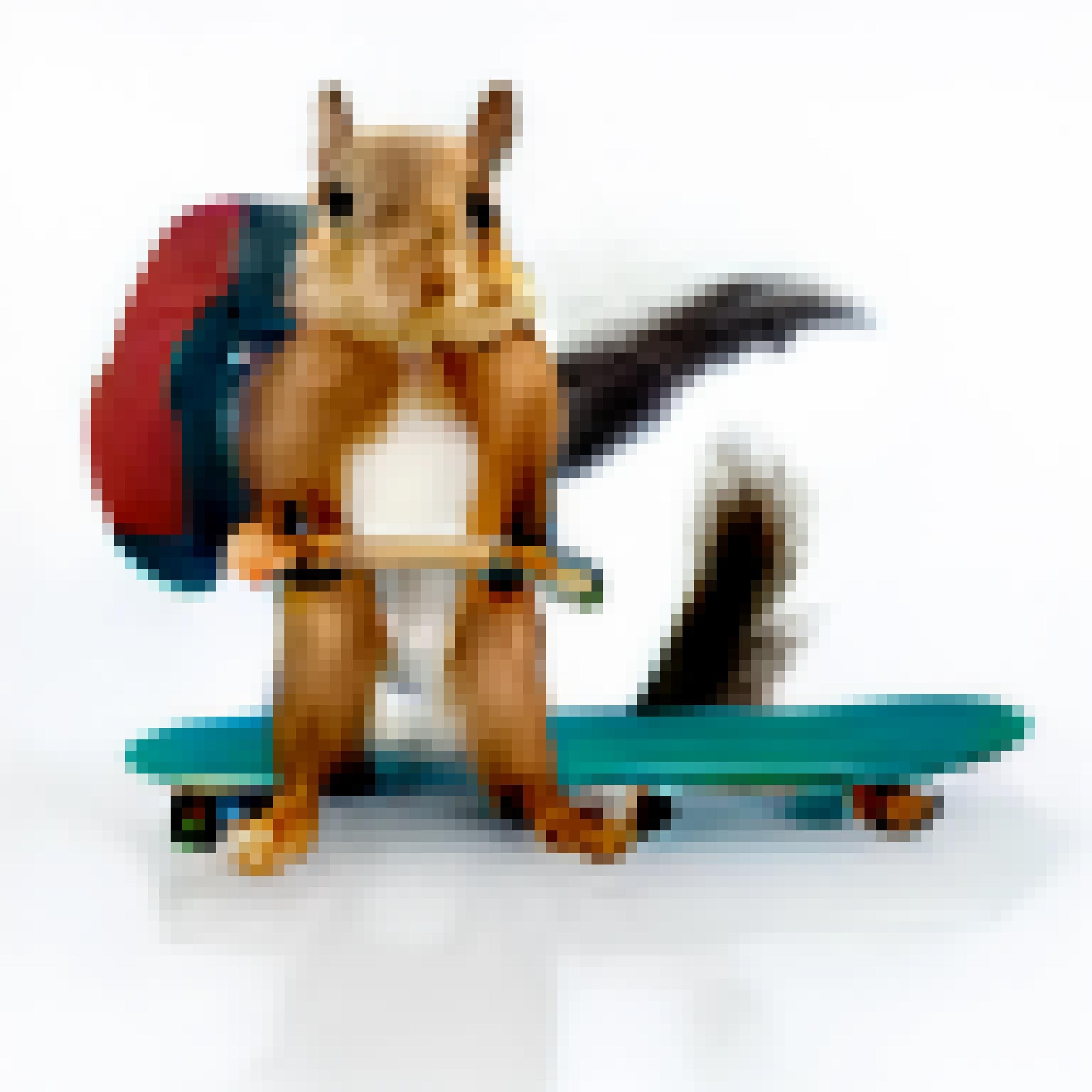 Eichhörnchen, Skateboard, Rucksask