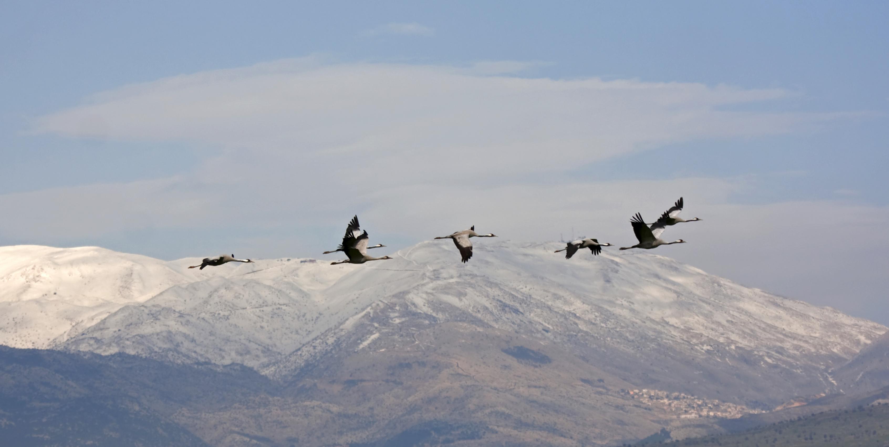 eine Gruppe von Vögeln, die am Himmel fliegen [AI]