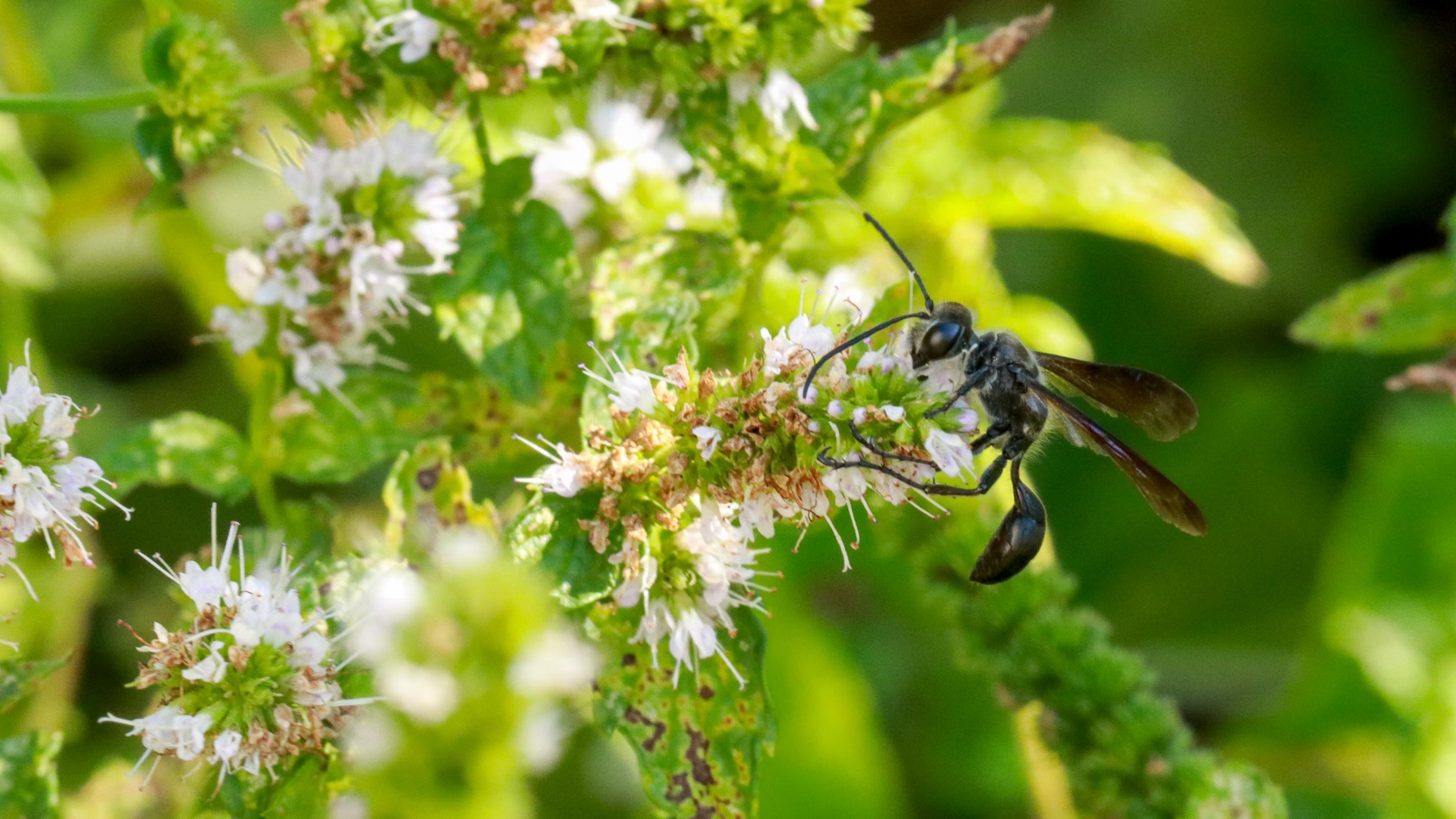 Eine schlanke schwarze Wespe mit dunklen Flügeln sitze auf einer Pfefferminz-Ähre.