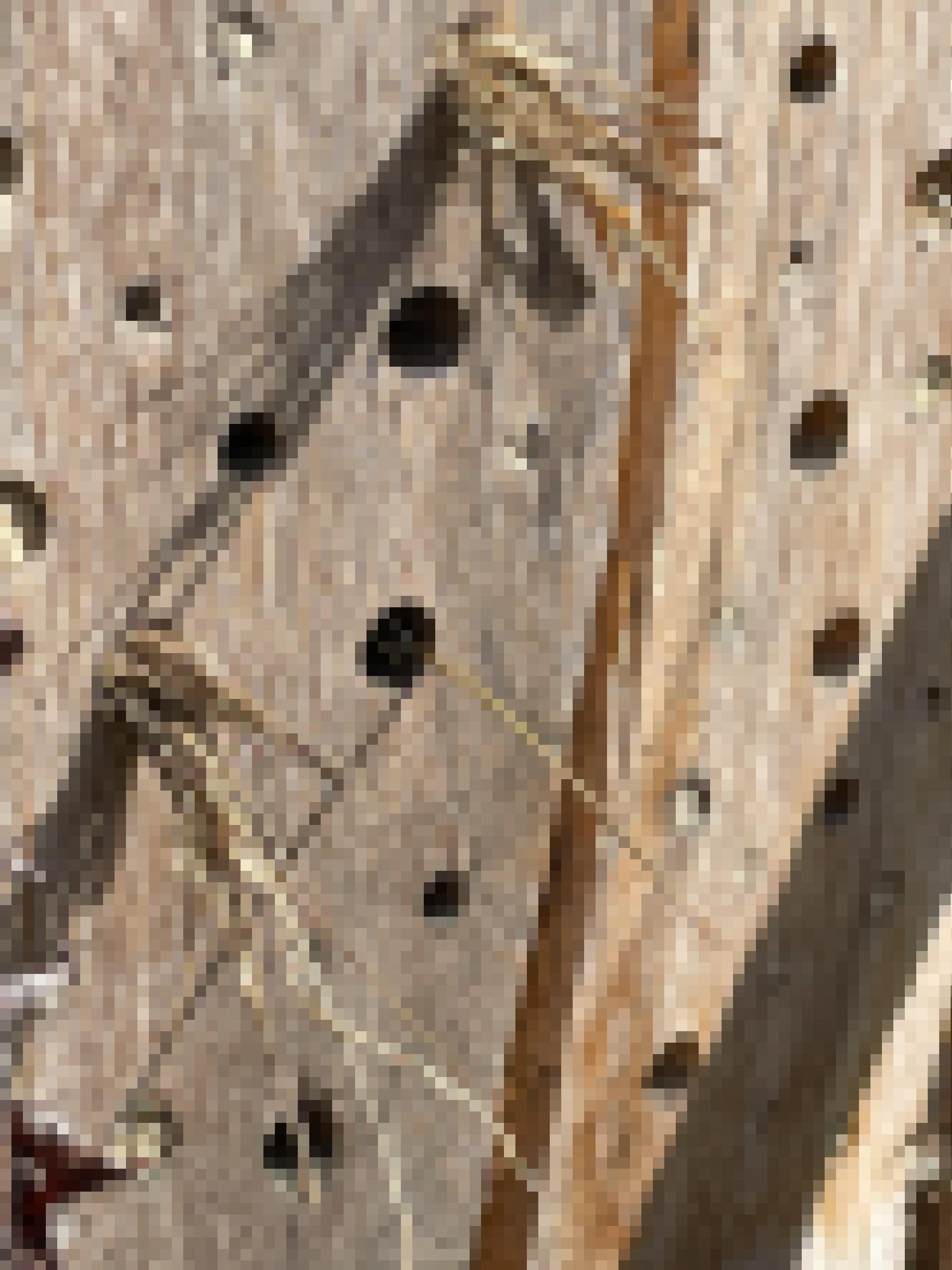 Ein Stück Holz, in das Löcher gebohrt sind. Aus manchen ragen Büschel langer trockener Grashalme.