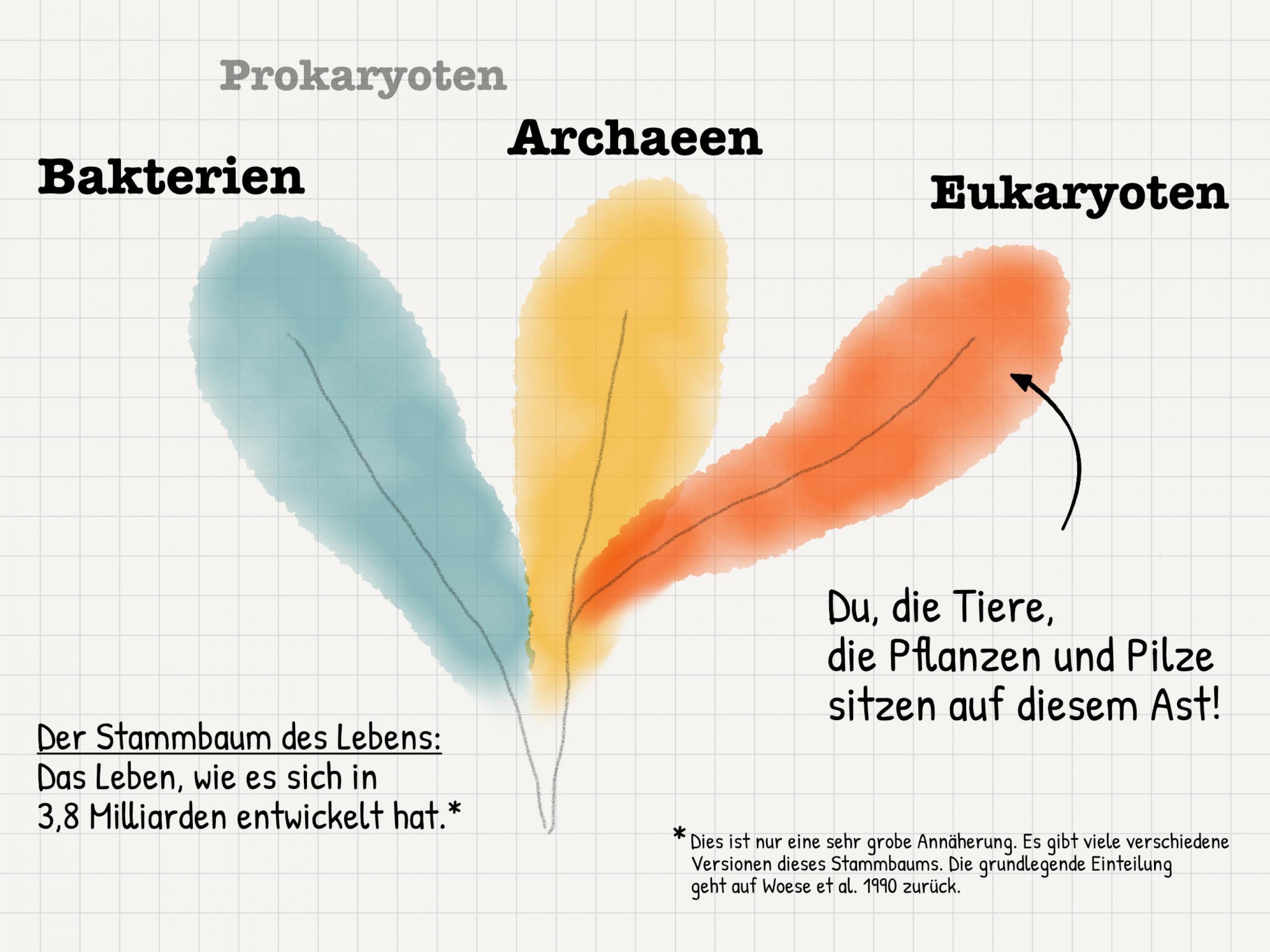 Stammbaum von Bakterien, Archaeen und Eukaryoten