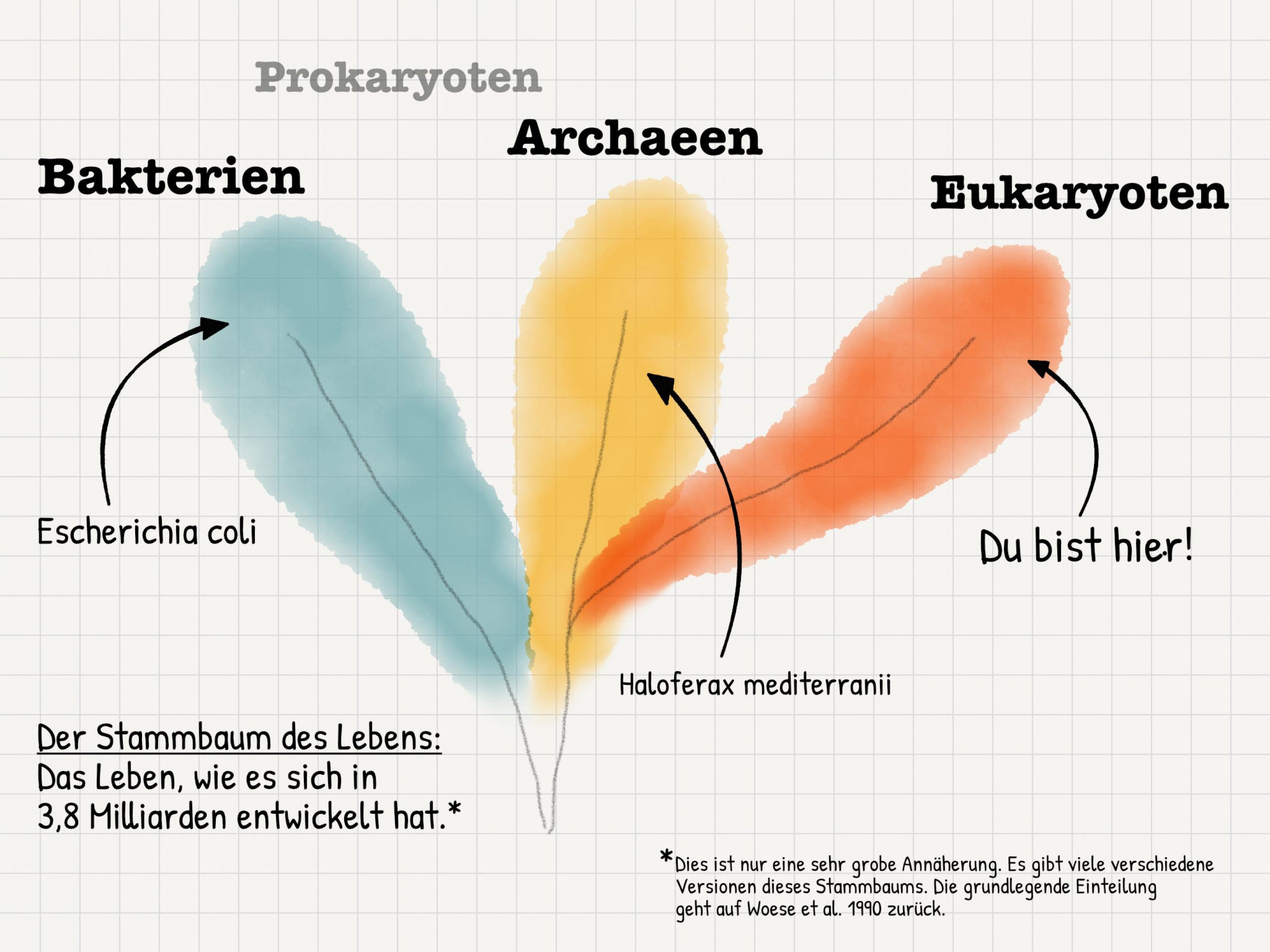 Stammbaum von Mikroben