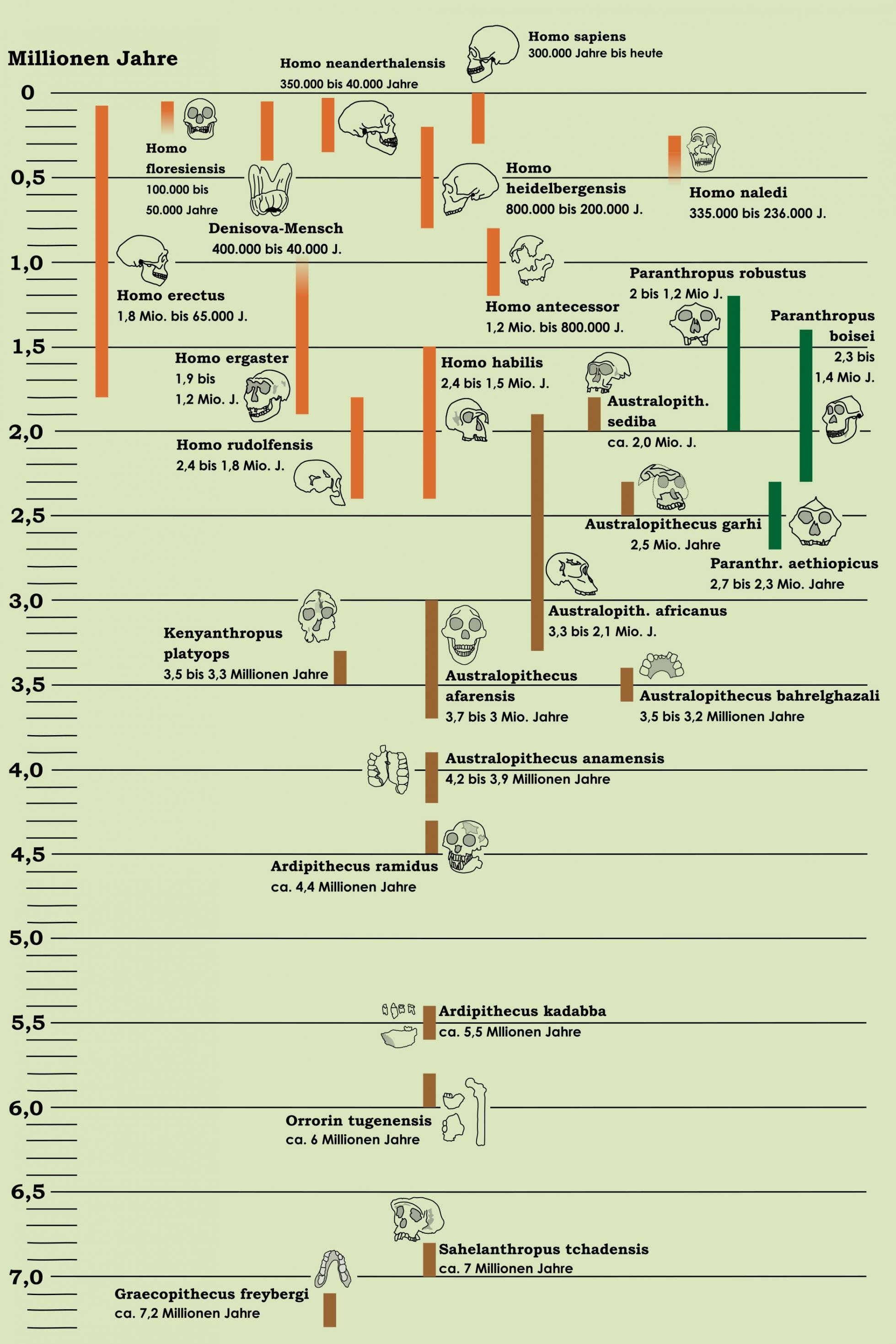 Die Grafik bietet eine Übersicht über die bislang bekannten Urmenschen und menschlichen Ahnen. Sie ist als Stammbaum der Menschheit vor hellgrünem Hintergrund angelegt und die verschiedenen Ahnen sind als Strichzeichnungen der gefundenen Fossilien – meist Schädel – dargestellt. In der Senkrechten verläuft die Zeitebene, die oben mit der Gegenwart beginnt und unten bei rund sieben Millionen Jahren endet. Senkrechte Balkendarstellungen neben den Fossilien geben zudem an, von wann bis wann eine Art existiert hat.