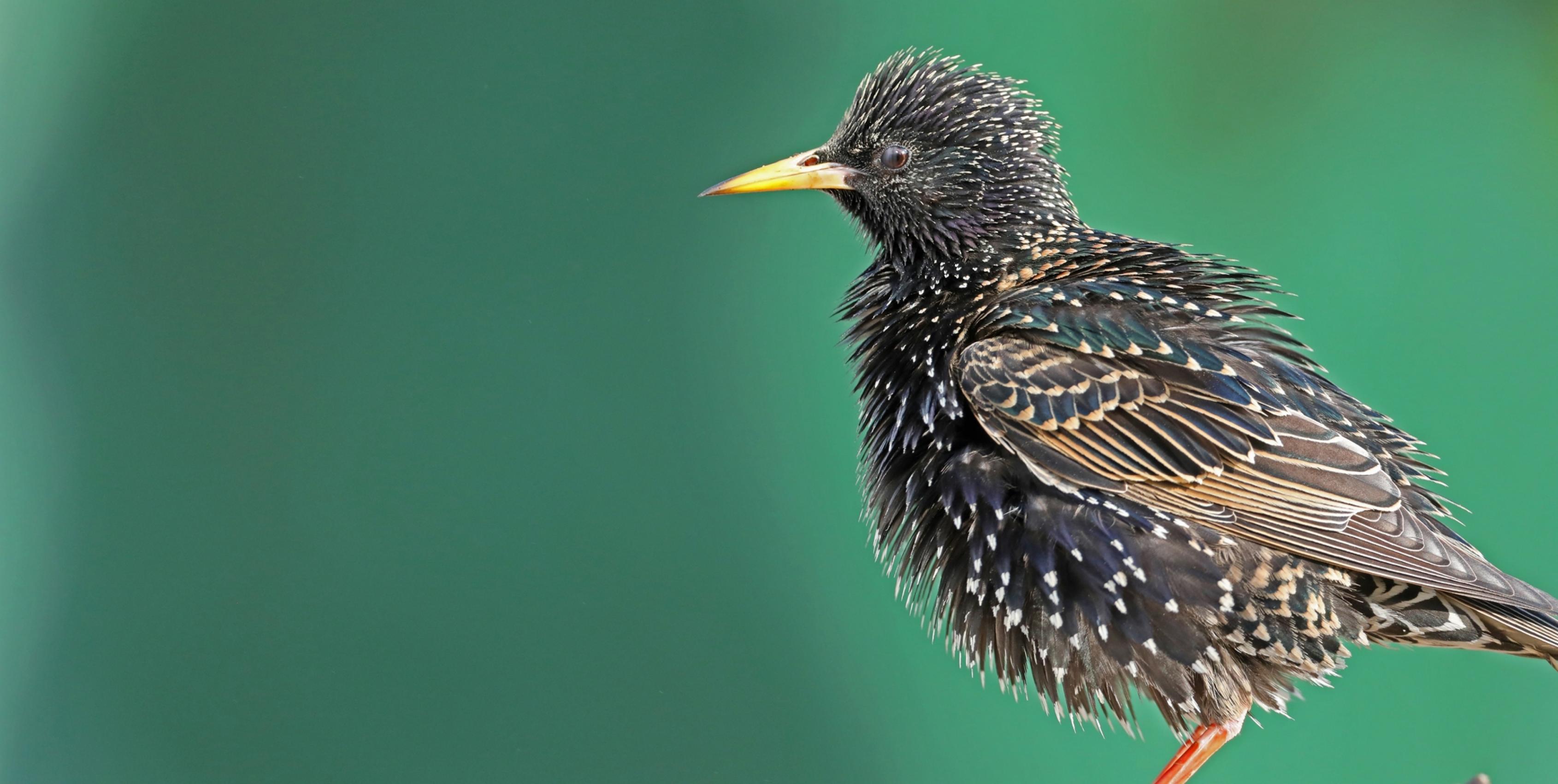 Ein farbenfroher Star im Prachtkleid auf einer Wiese