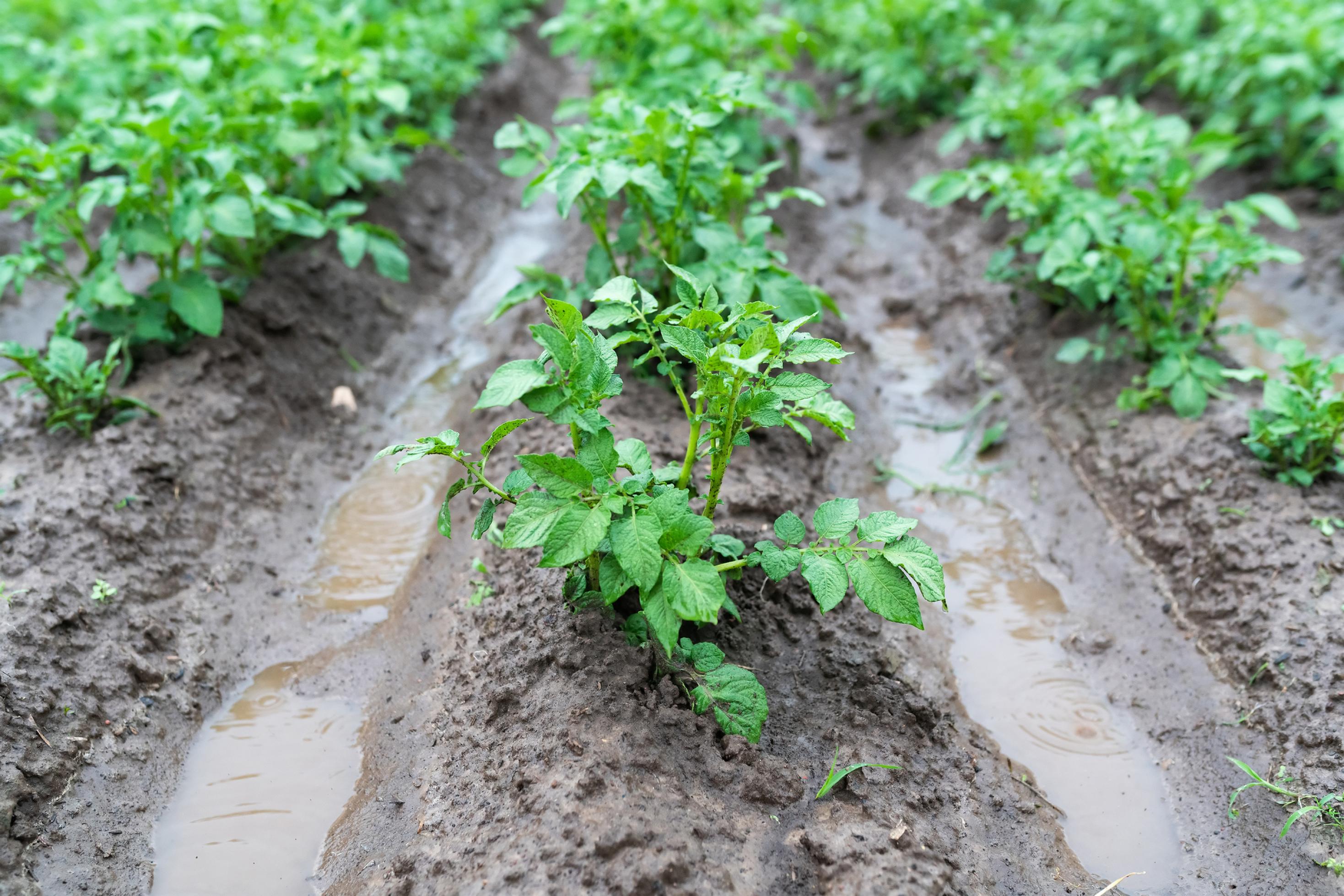 Kartoffelpflanzen in Furchen mit Wasser nach starkem Regen.
