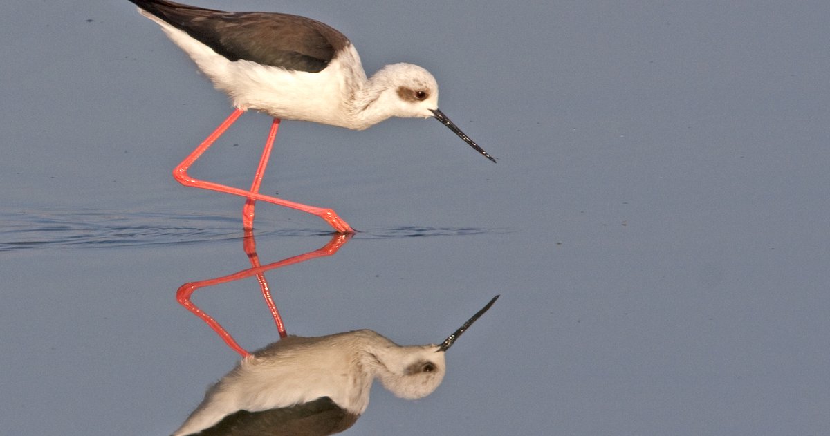 Schweizer Vogelwelt: „Positive Entwicklungen überwiegen“