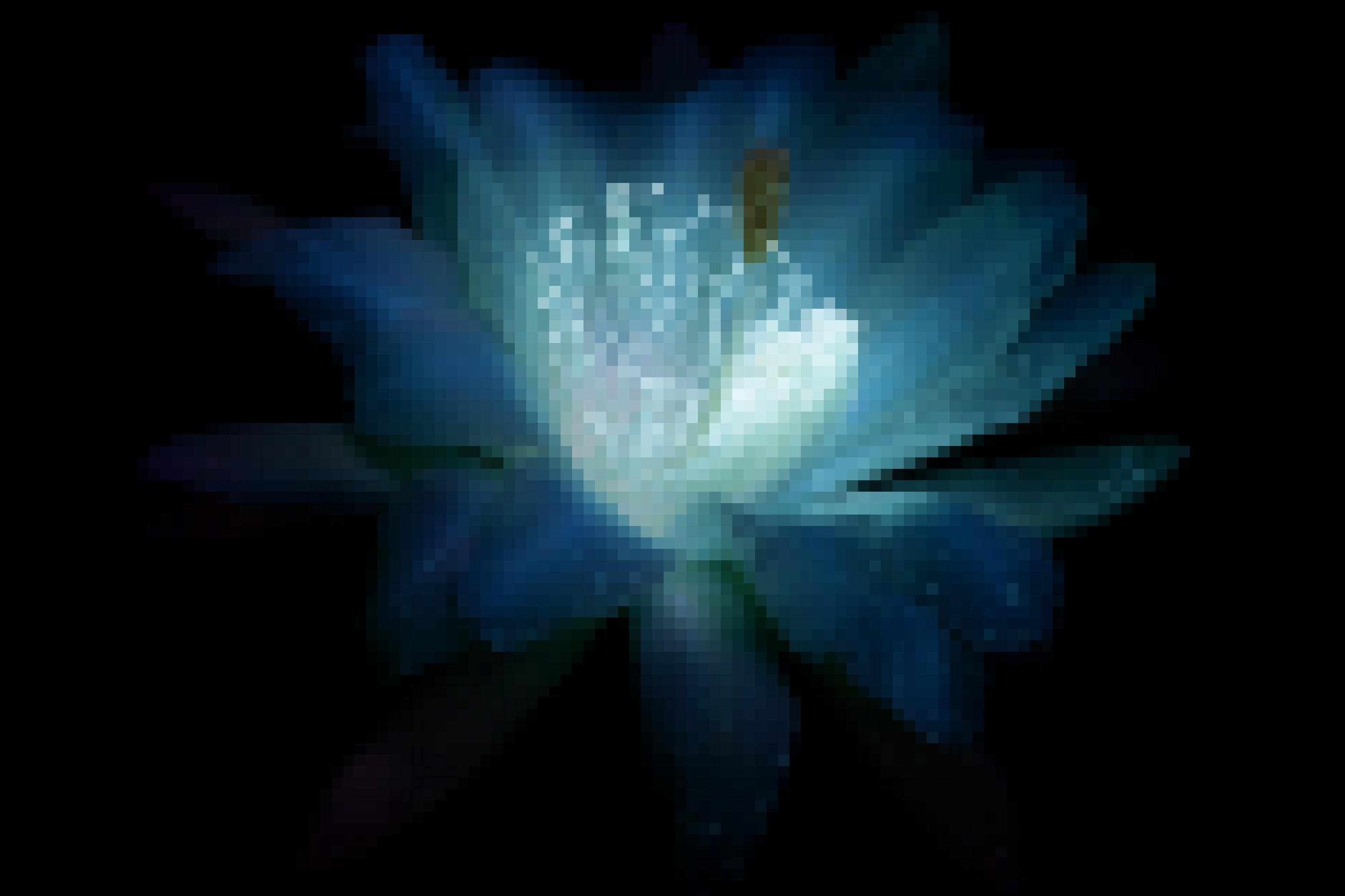 Eine blau schimmernde Blüte mit hellem Inneren.