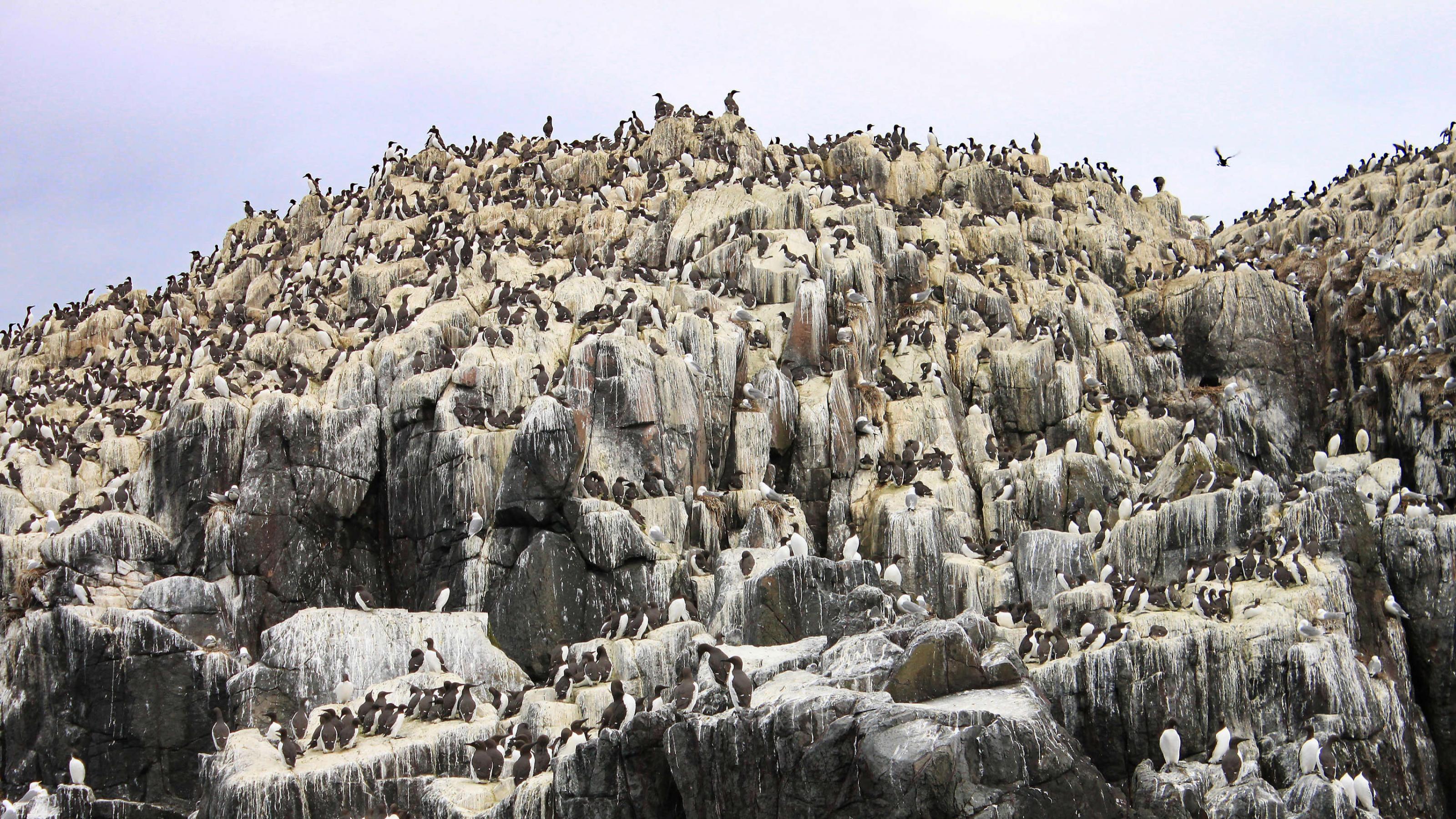 Auf dunklen Felsen sitzen massenhaft braun-weiß gefiederte Vögel. Die Felsen sind fast überall weiß von Vogelkot.