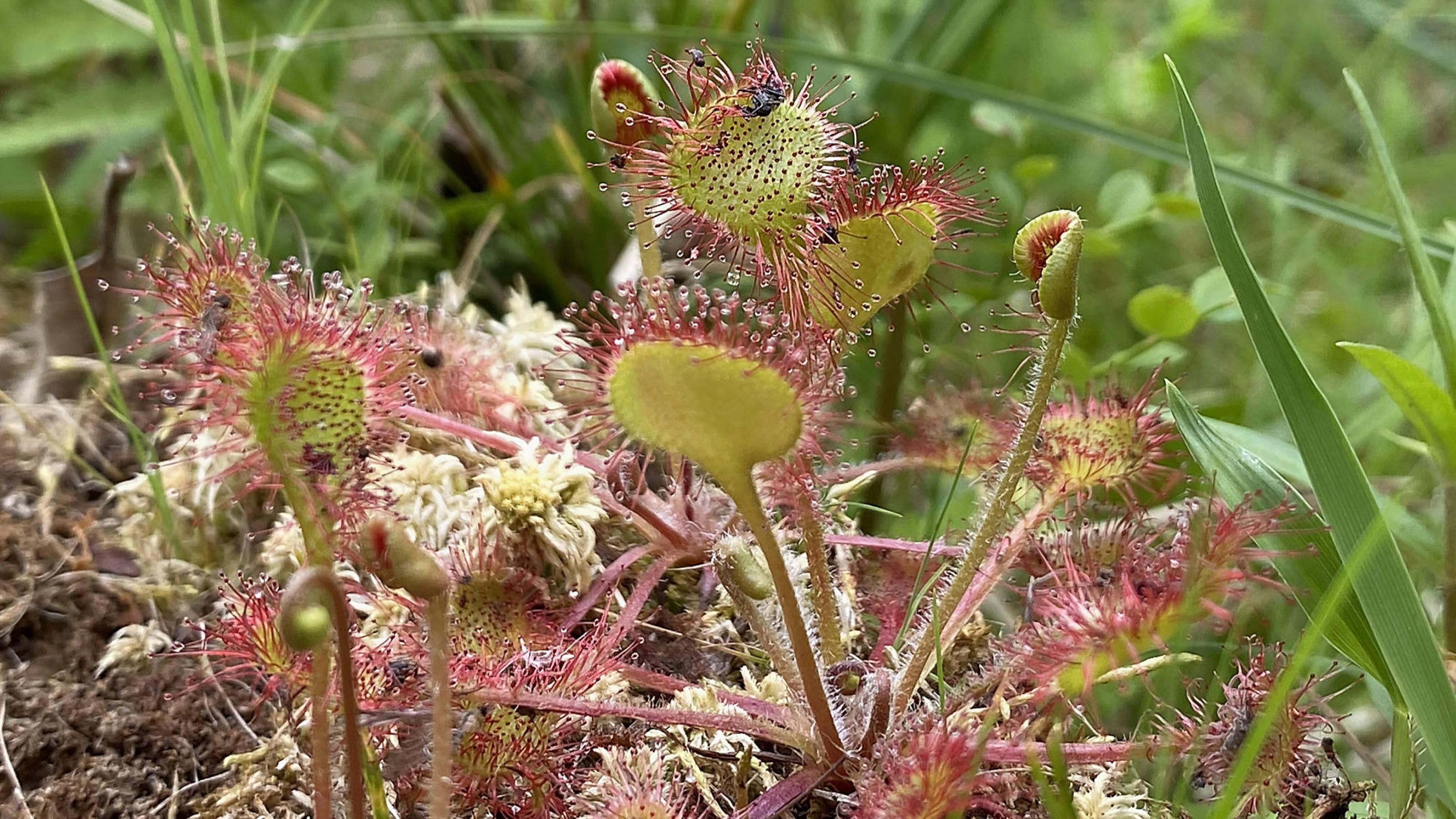 Eine kleine Pflanze mit runden Blättern, diese sind mit rötlichen Tentakeln besetzt.