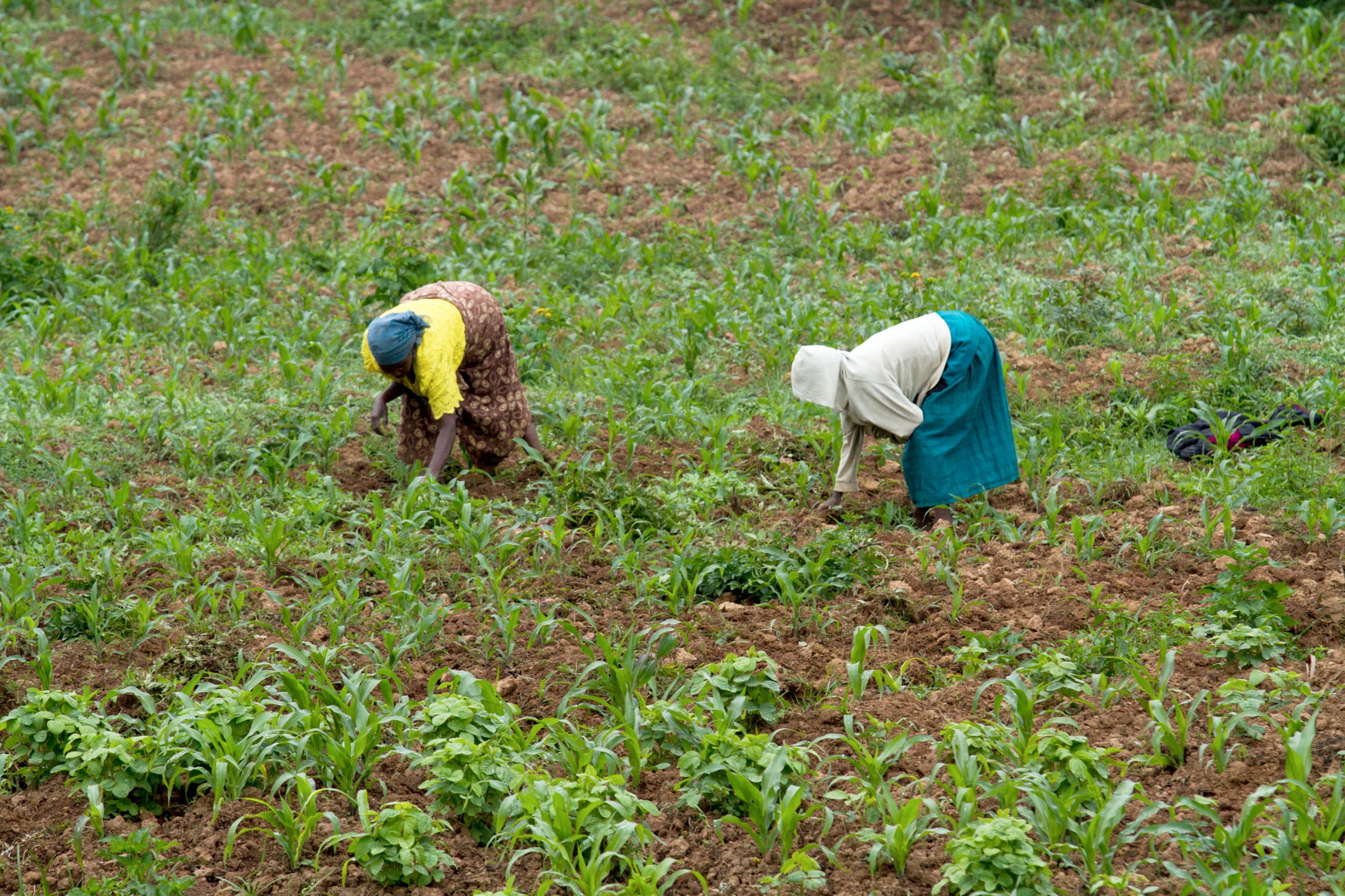 Zwei Landarbeiterinnen auf einem Feld.