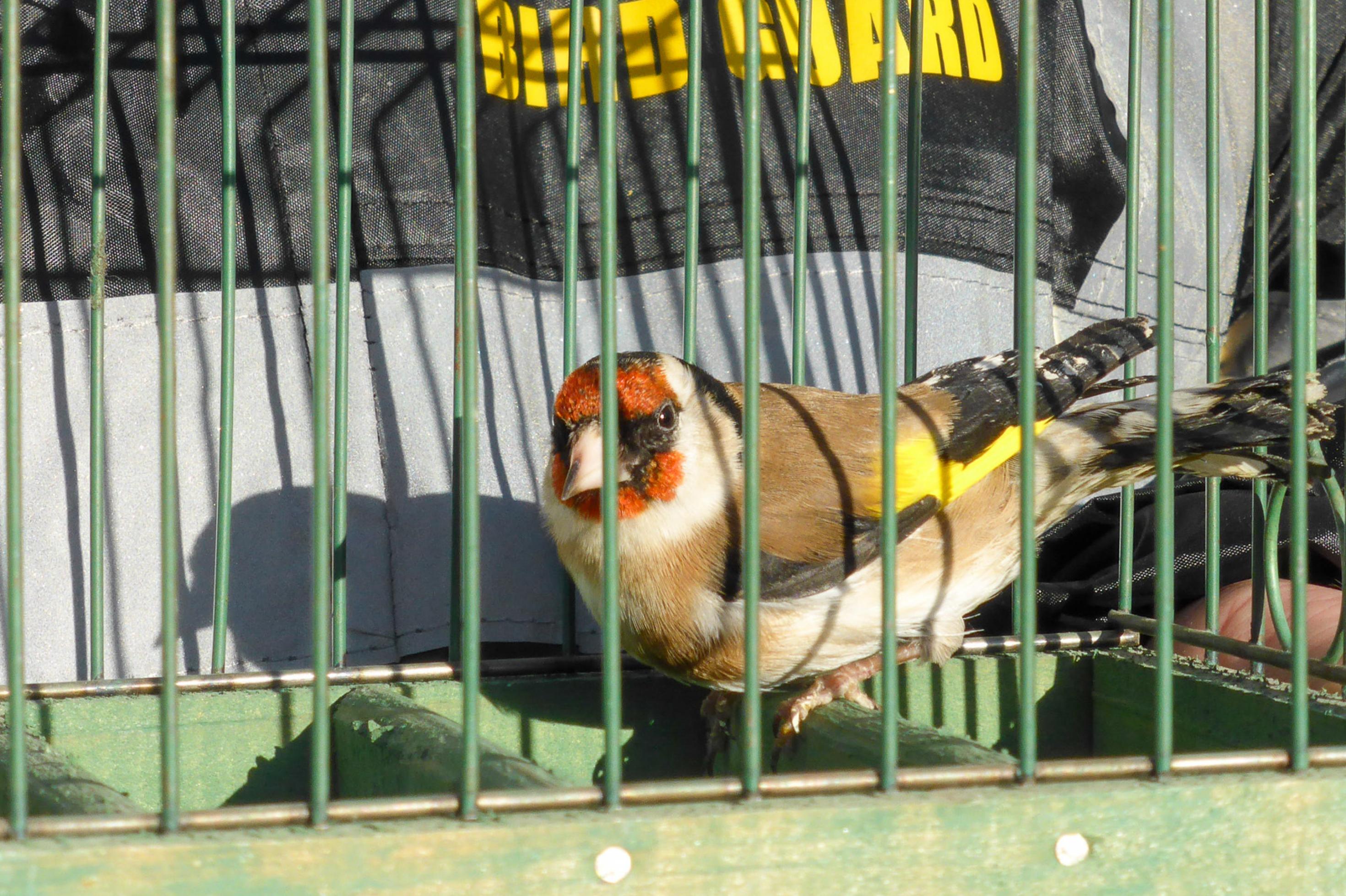 Ein Vogel mit rotem Gesicht, schwarzer Maske, weißem Hals und braunen Flügeln mit gelben Streifen sitzt in einem Käfig.