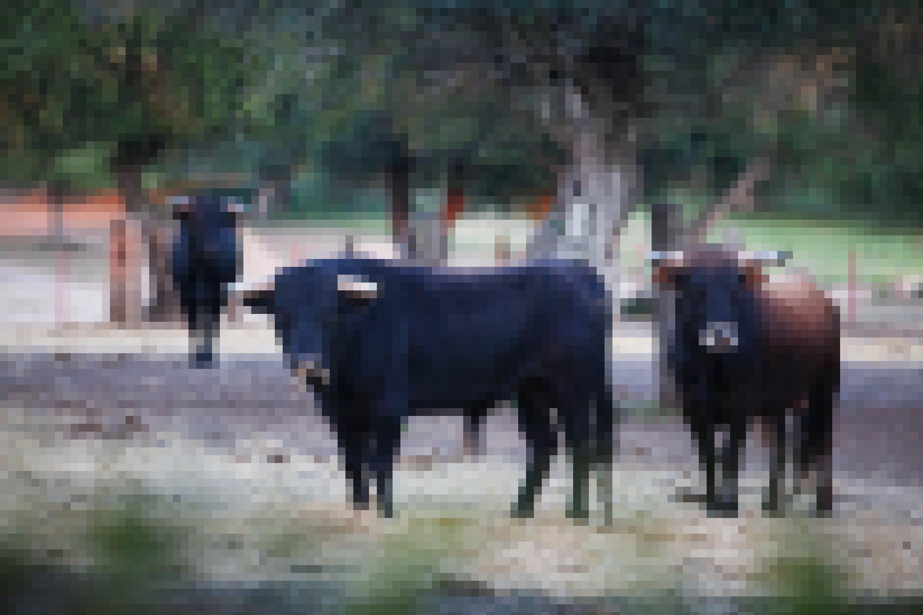 Wilde Stiere, toros bravos, auf einer Weide in Andalusien.